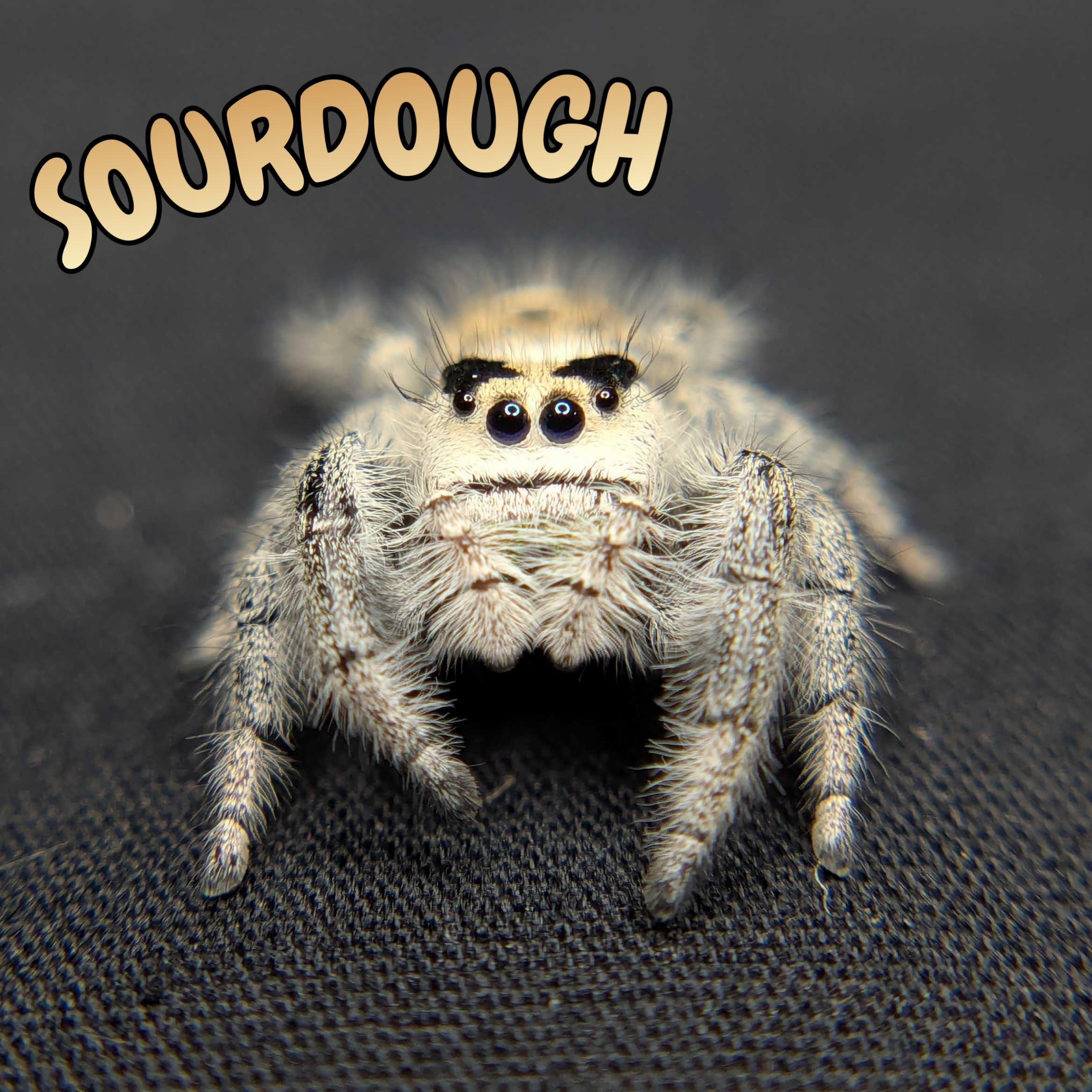 Regal Jumping Spider "Sourdough"