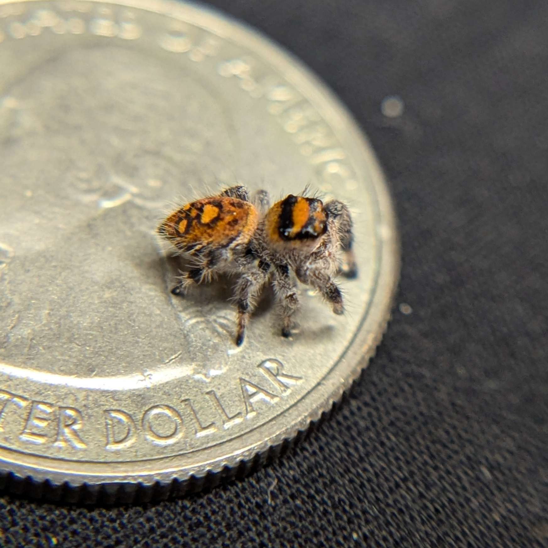 Regal Jumping Spider "Hot”