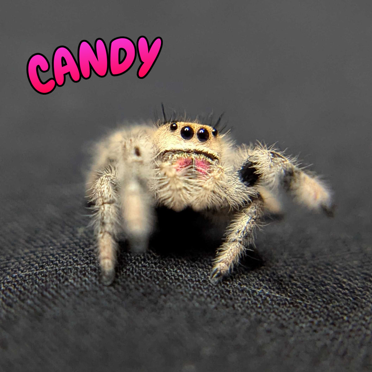 Regal Jumping Spider "Candy"