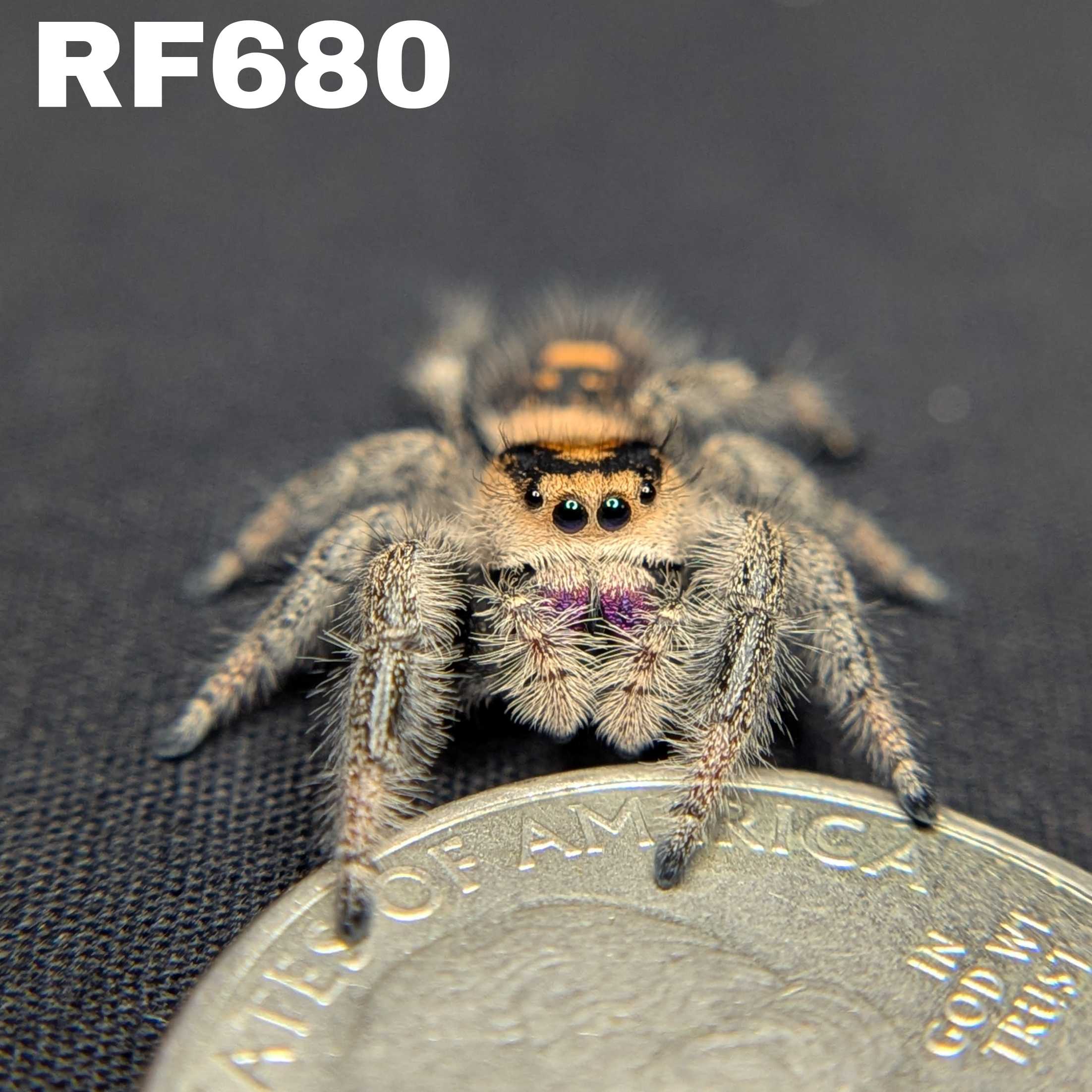 Regal Jumping Spider "Violet"
