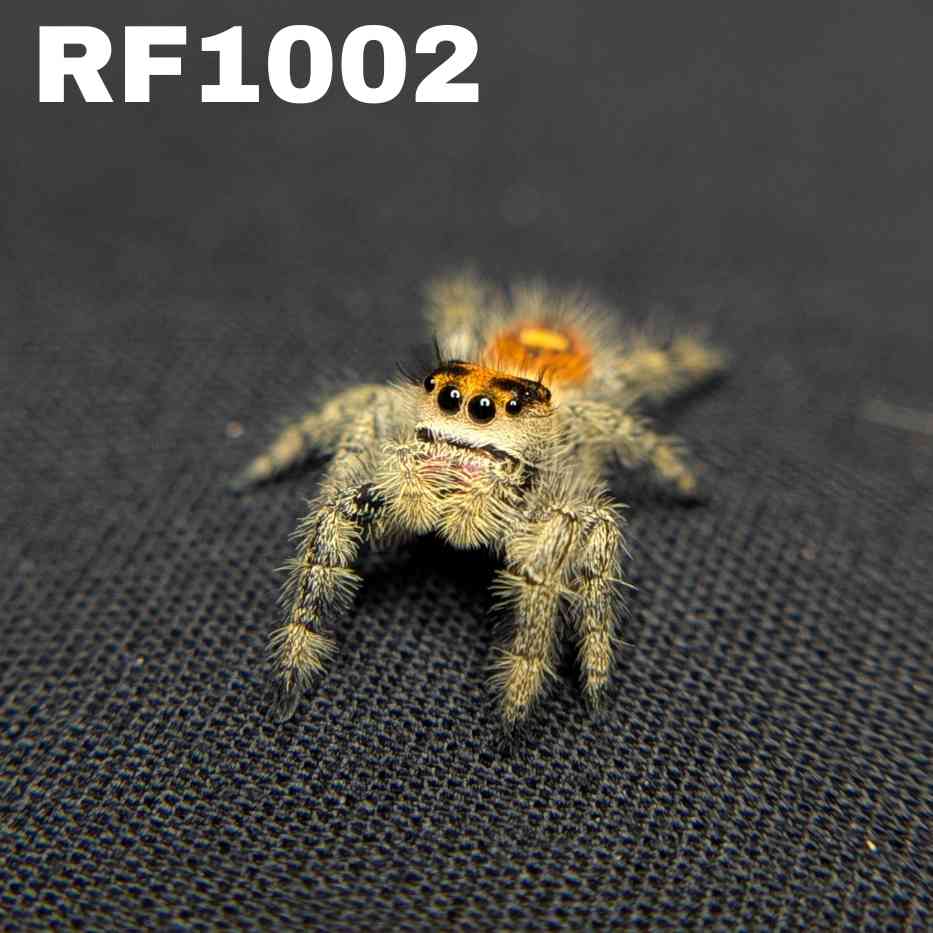 Regal Jumping Spider "Sunset"