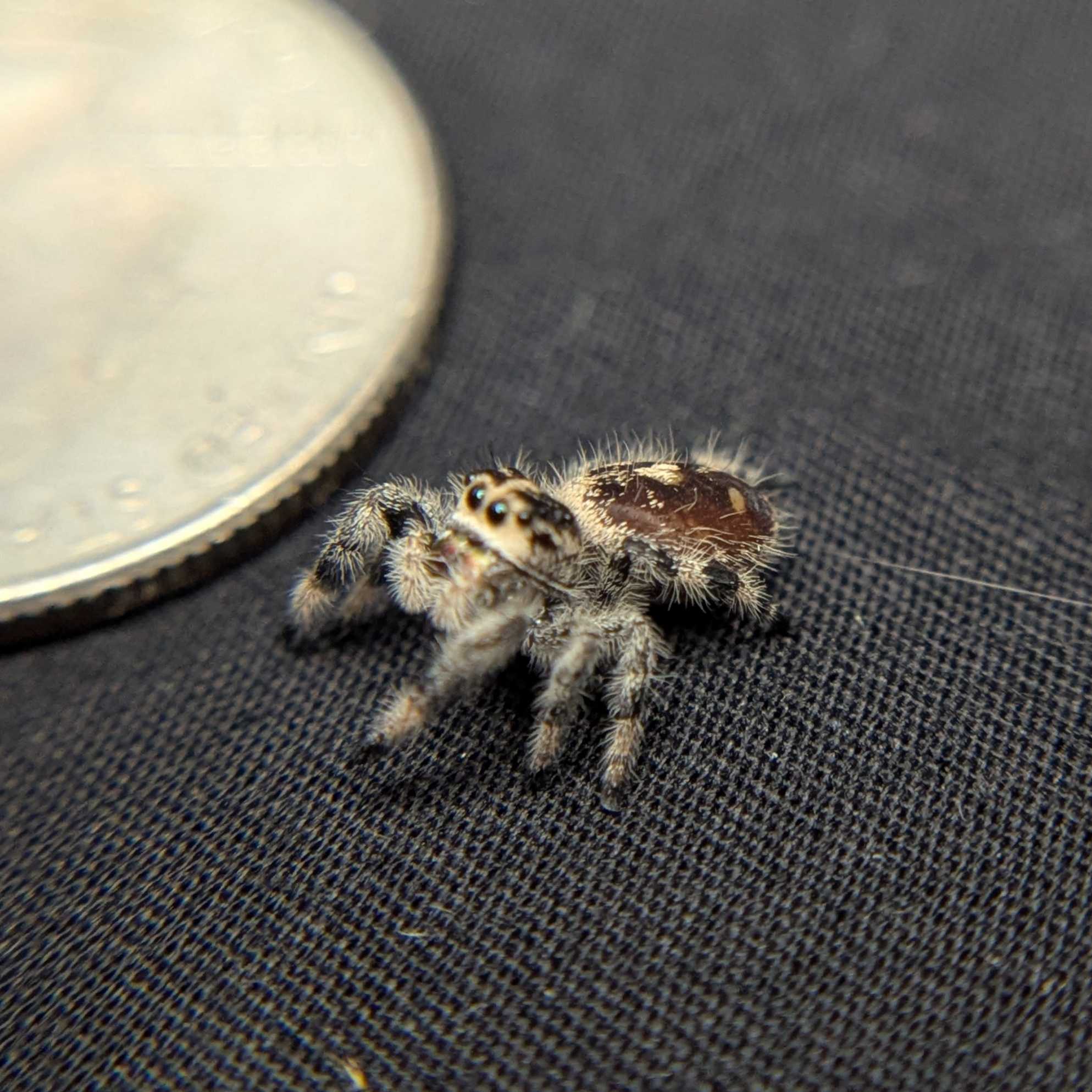 Regal Jumping Spider "Nugget"
