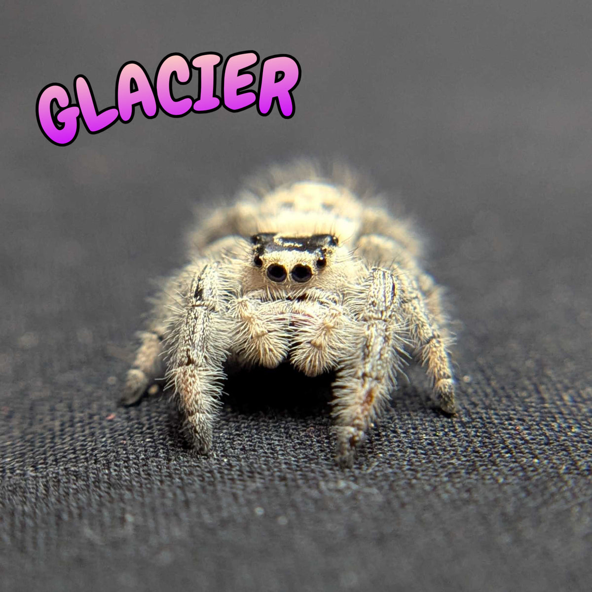 Regal Jumping Spider "Glacier”
