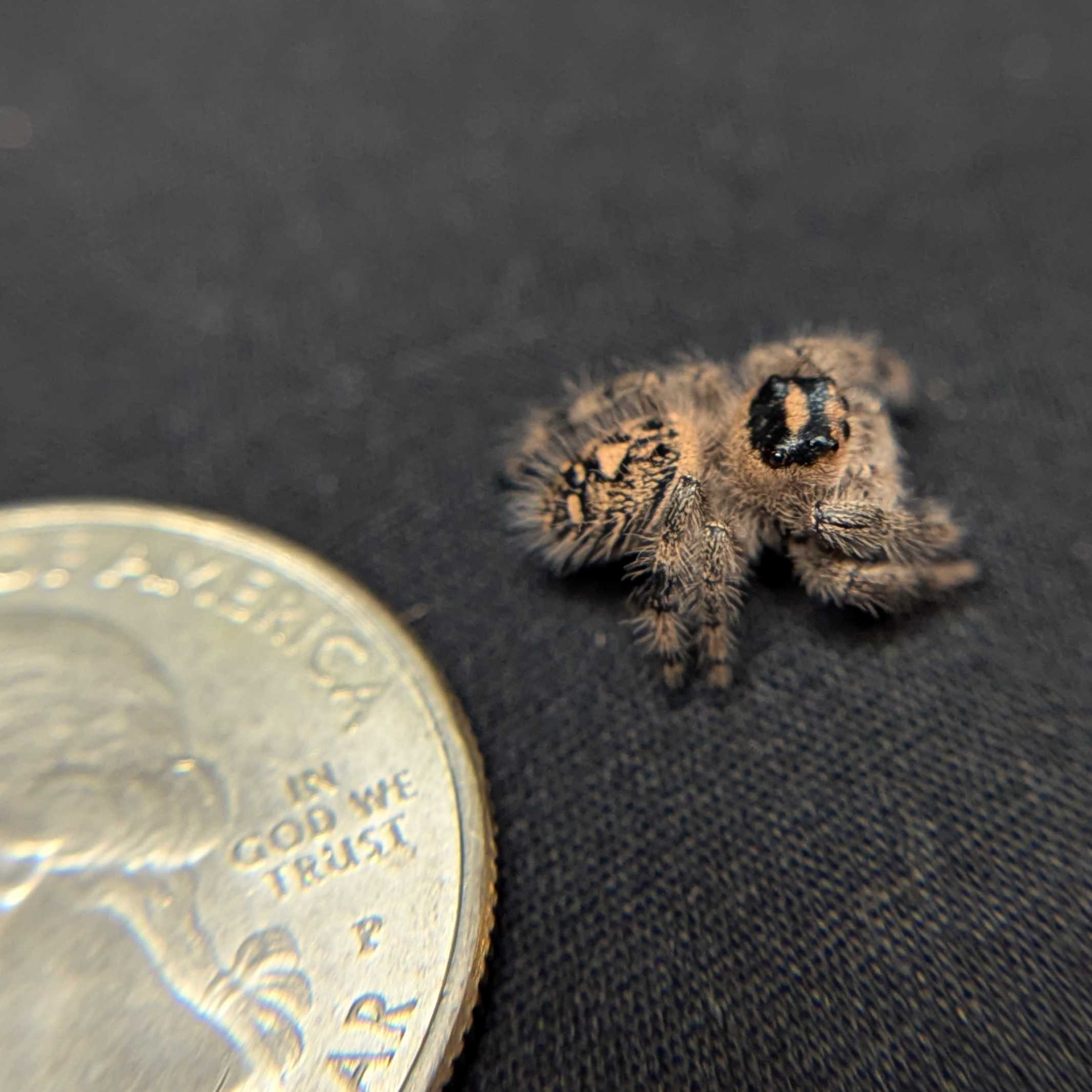 Regal Jumping Spider "Sparkle"