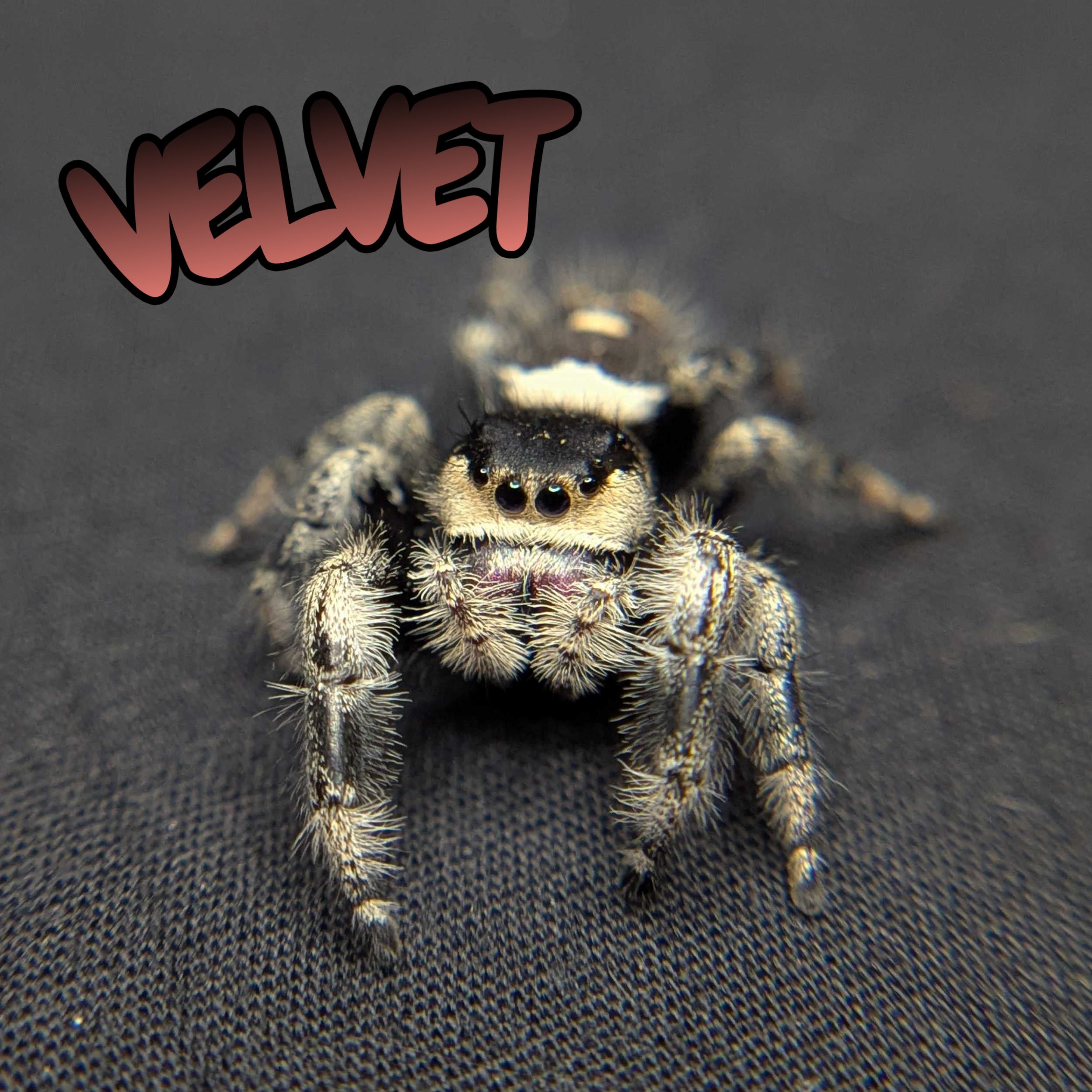 Regal Jumping Spider "Velvet"