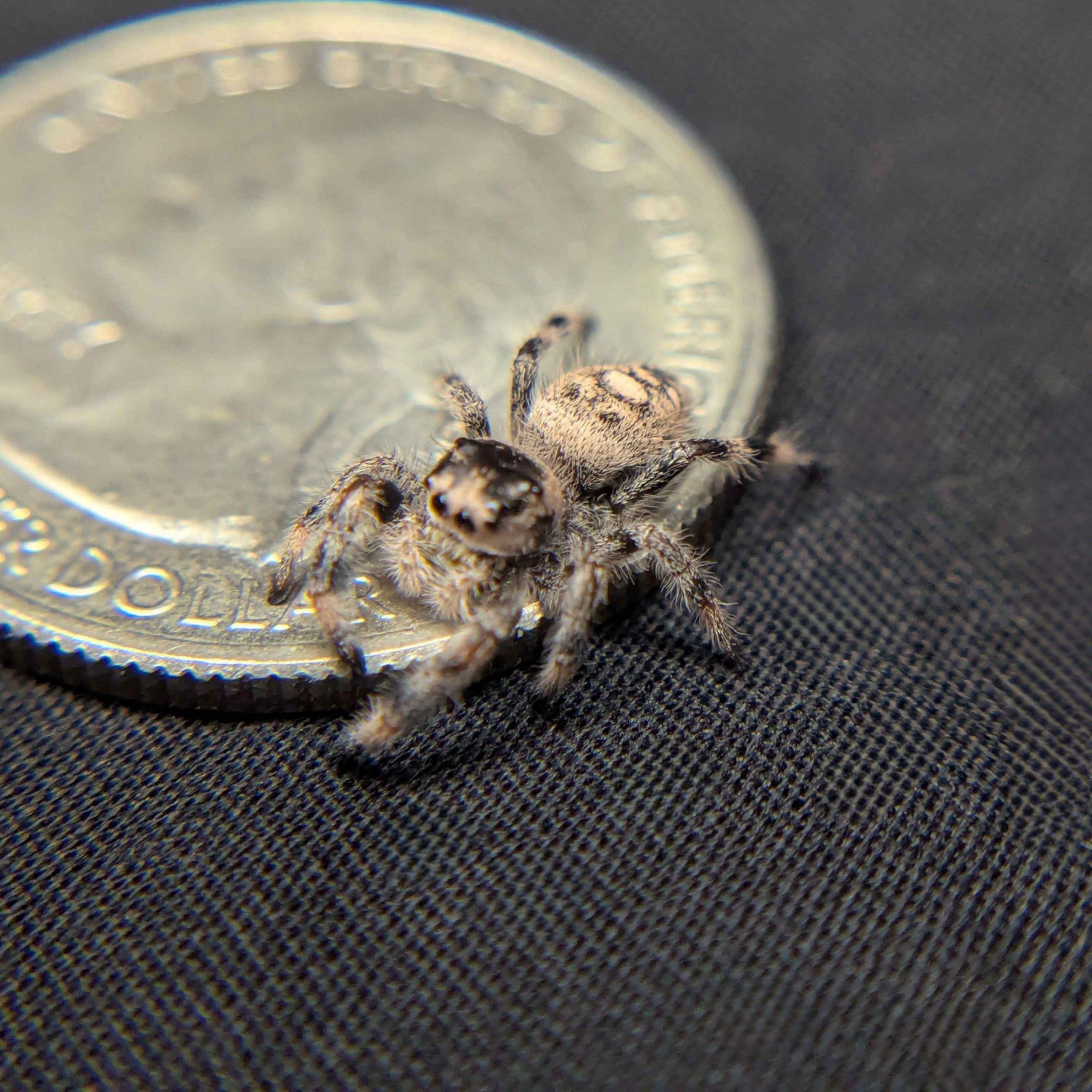 Female Regal Jumping Spider Celaena - Top View
