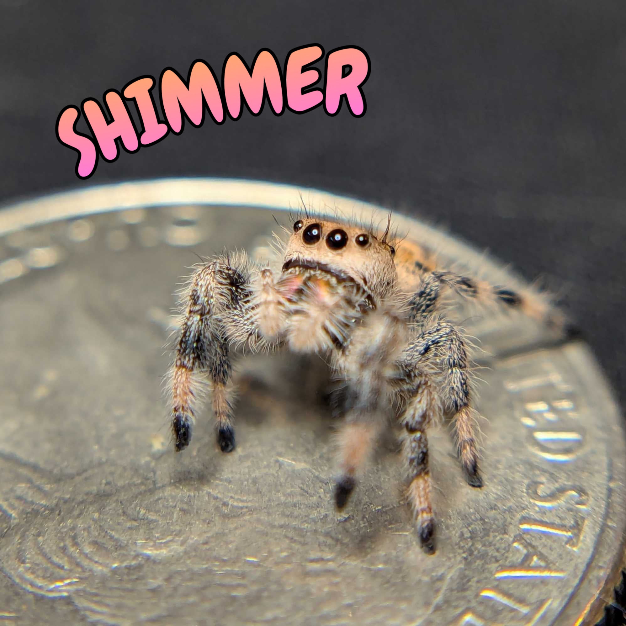 Female Regal Jumping Spider Shimmer