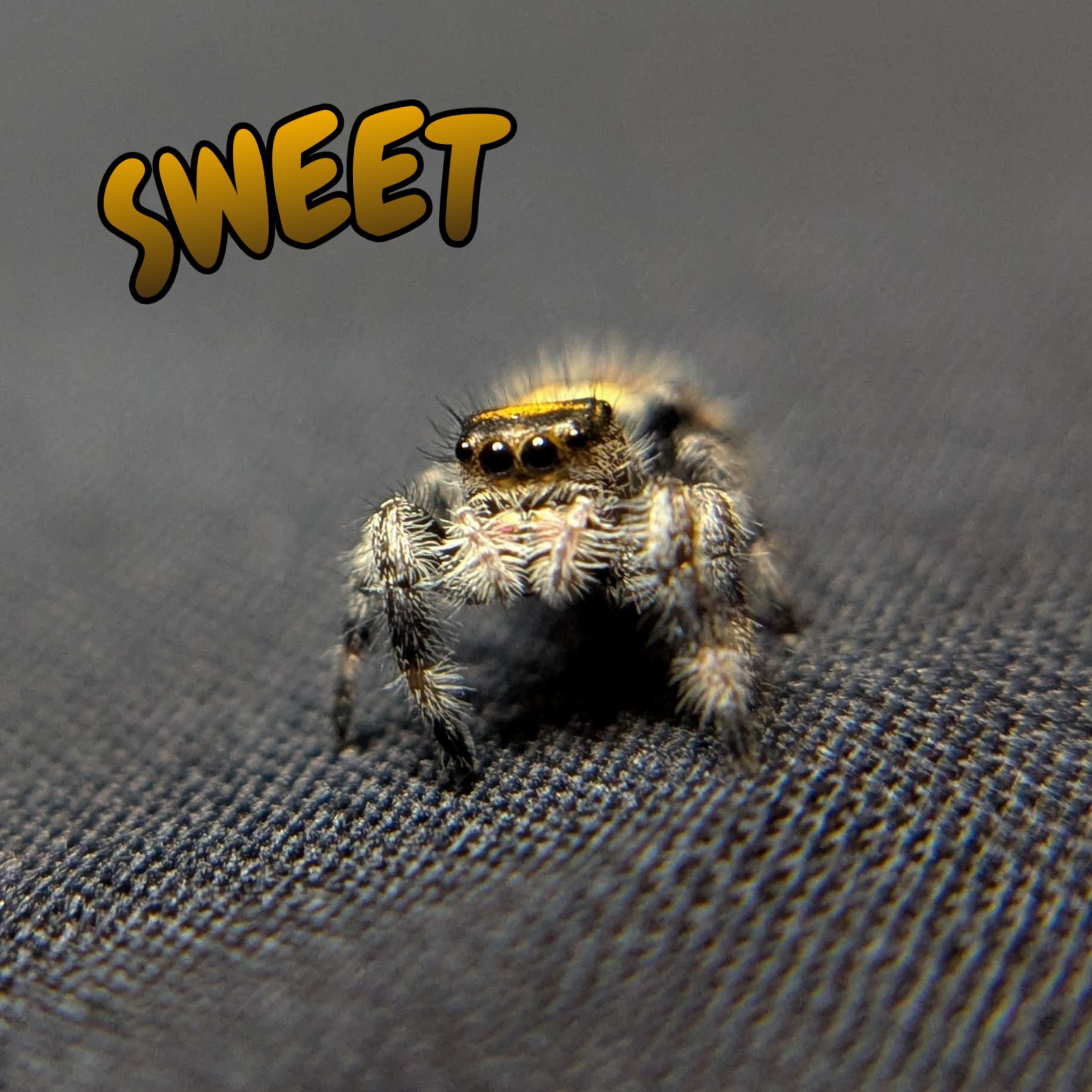 Regal Jumping Spider "Sweet"