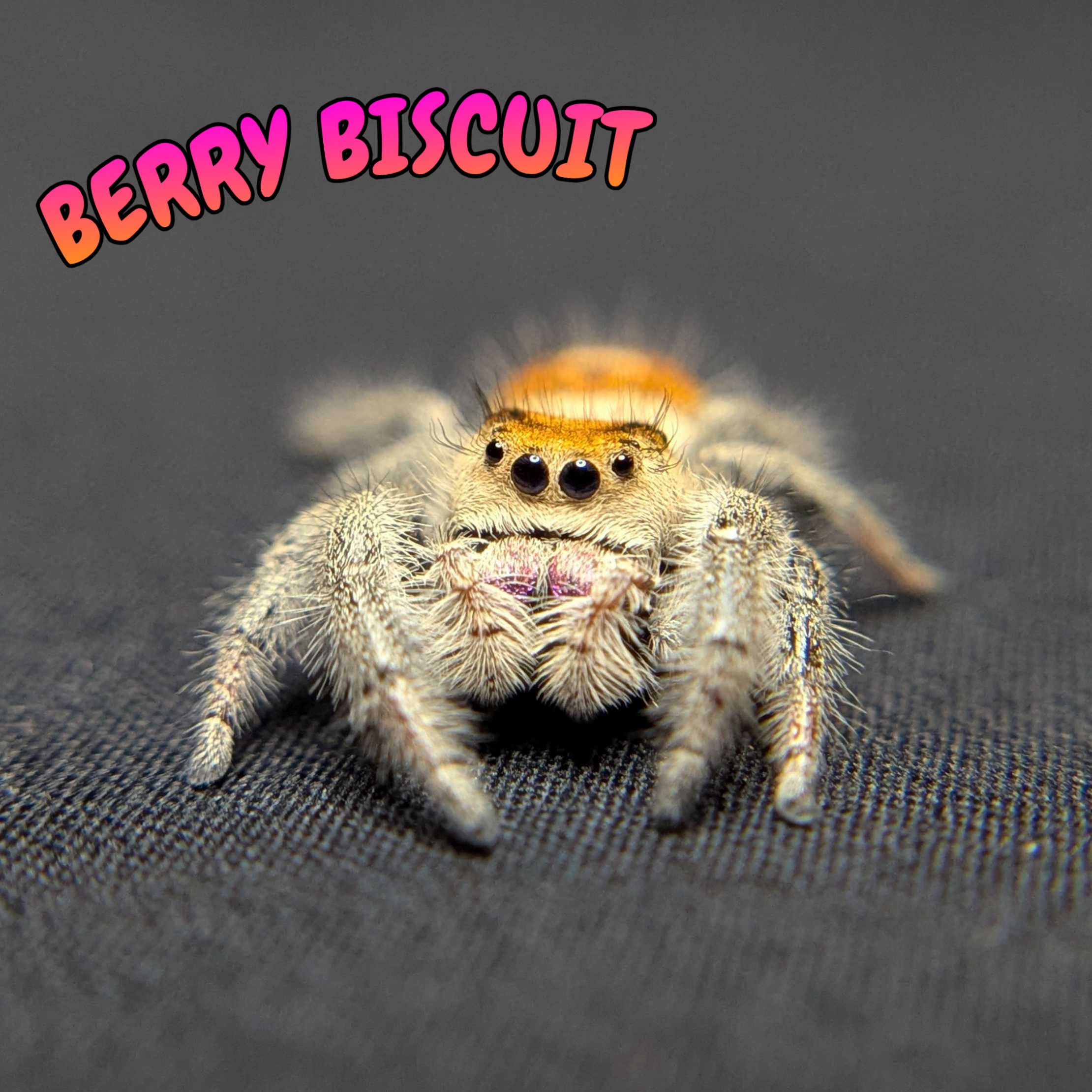 Regal Jumping Spider “Berry Biscuit”