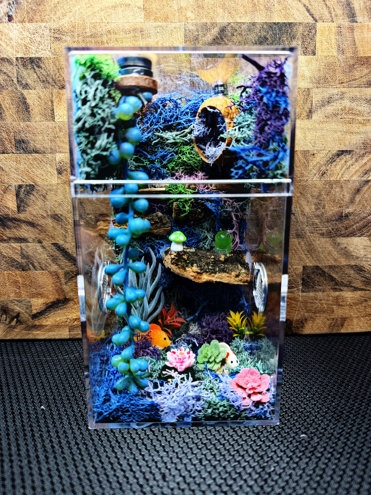 Custom Jumping Spider Enclosure