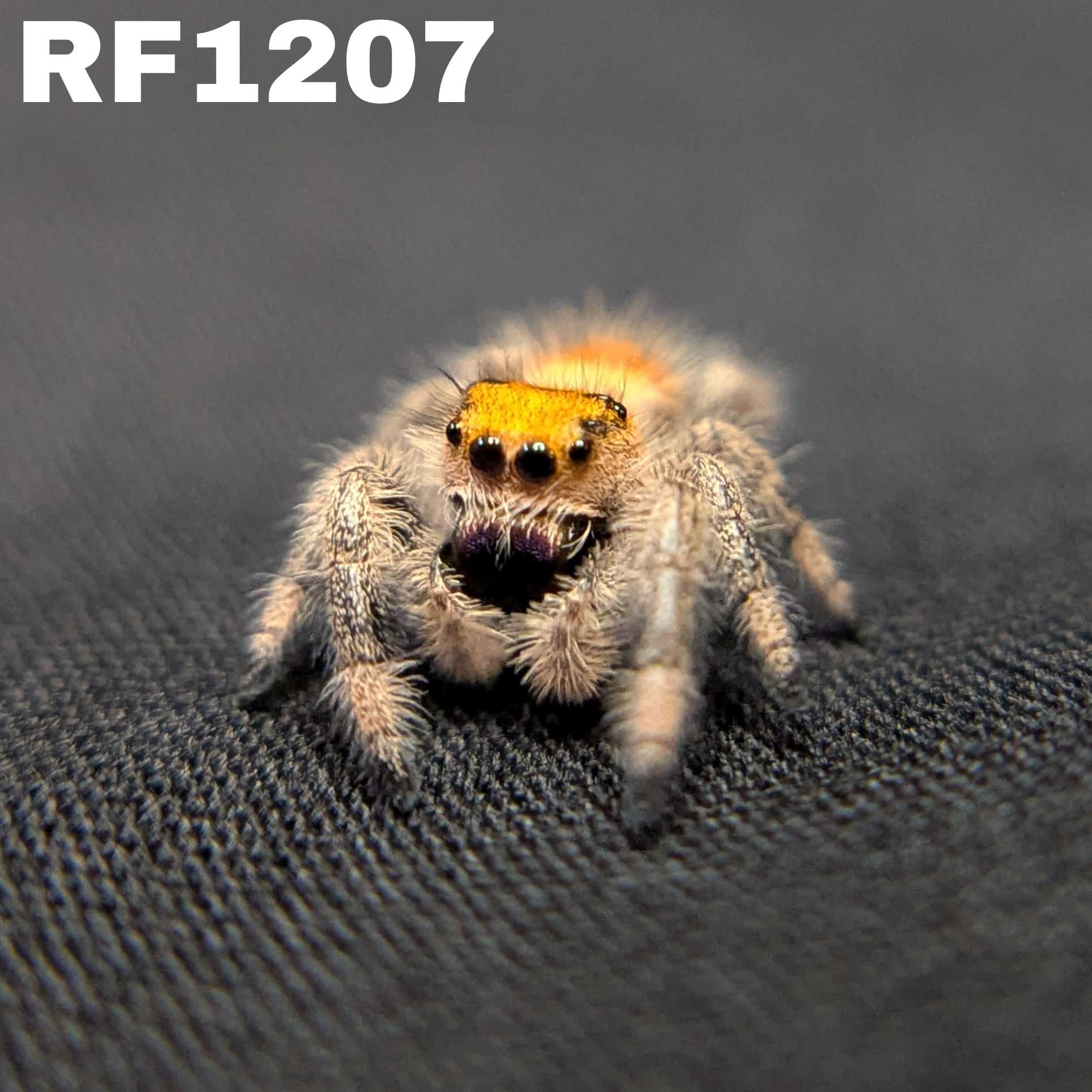 Regal Jumping Spider “Butterscotch”