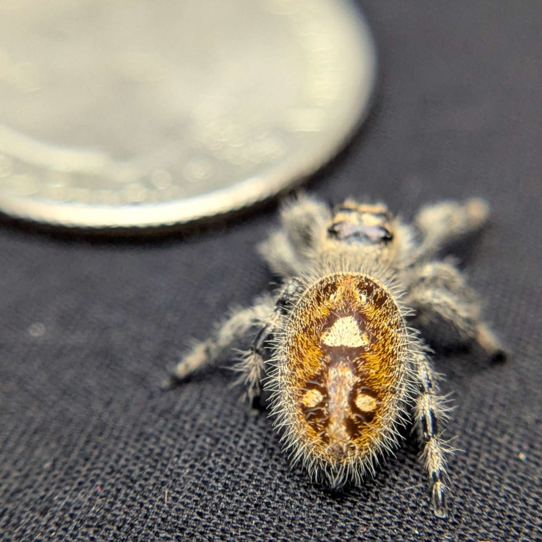 Regal Jumping Spider "Pink Lemonade"