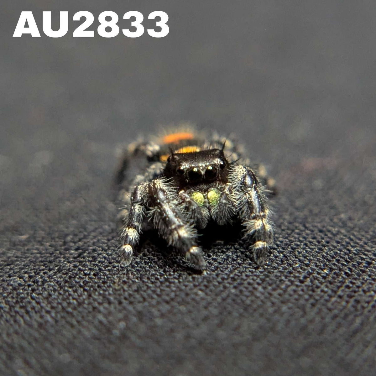 Audax Jumping Spider "Guava"