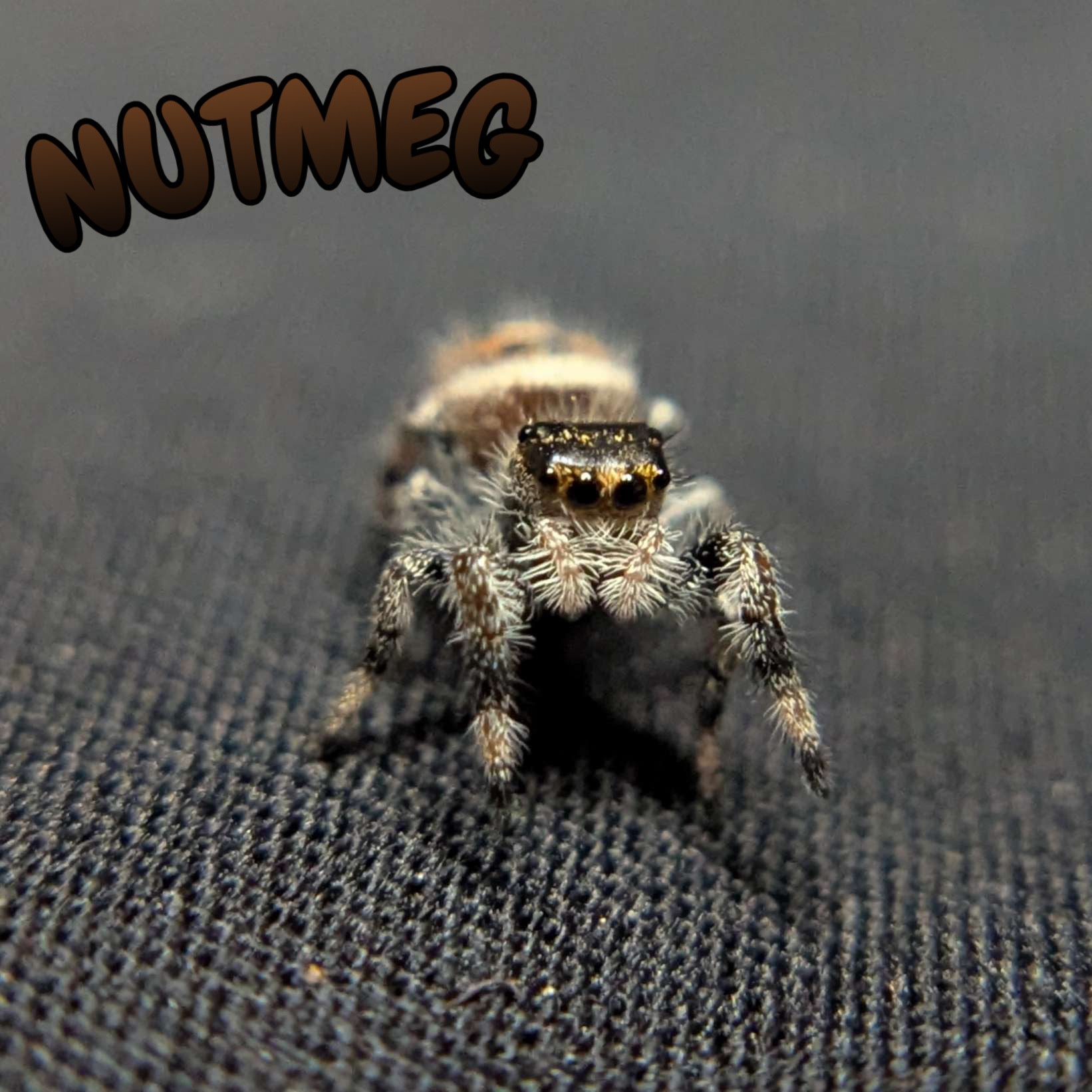 Regal Jumping Spider "Nutmeg"