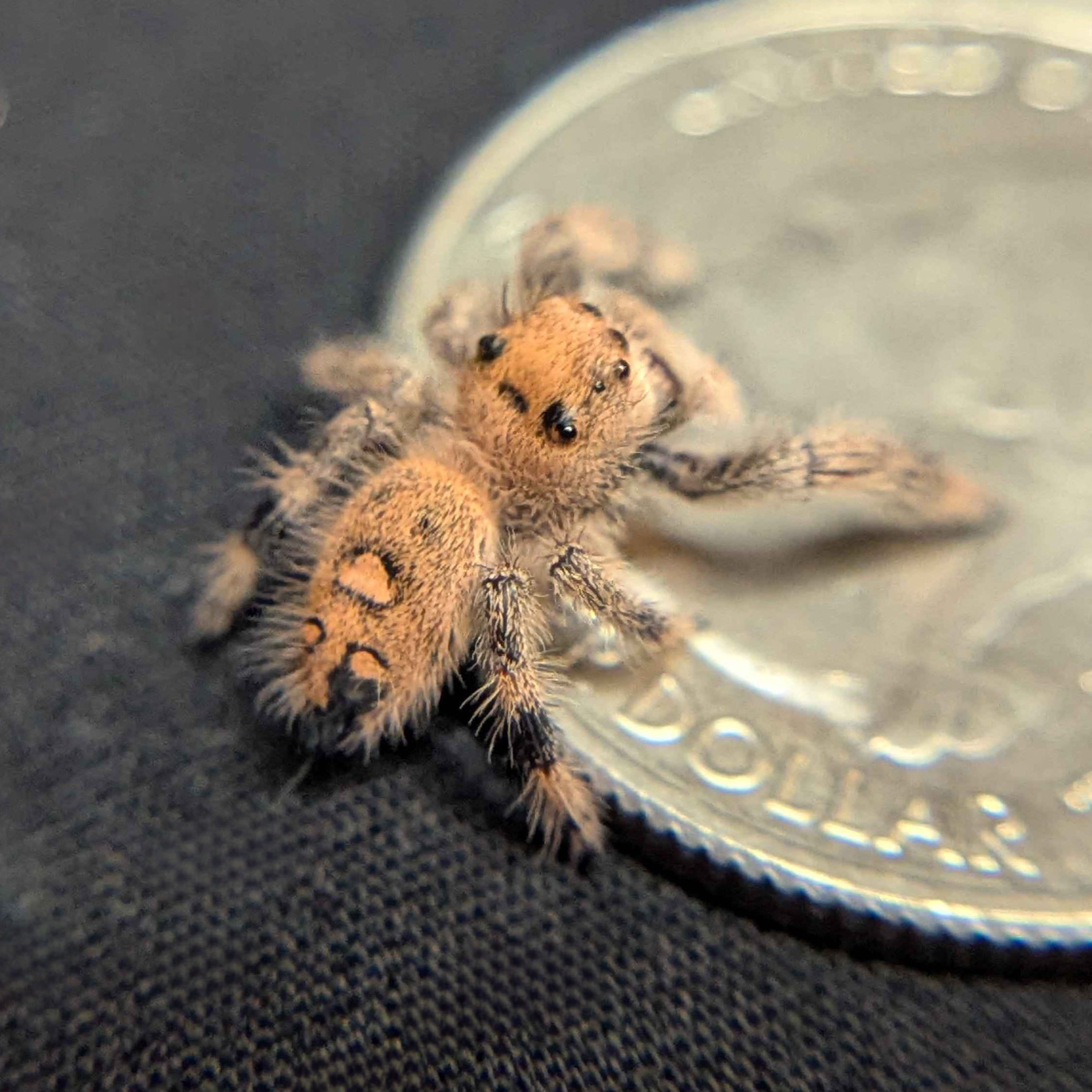 Regal Jumping Spider "Violet"
