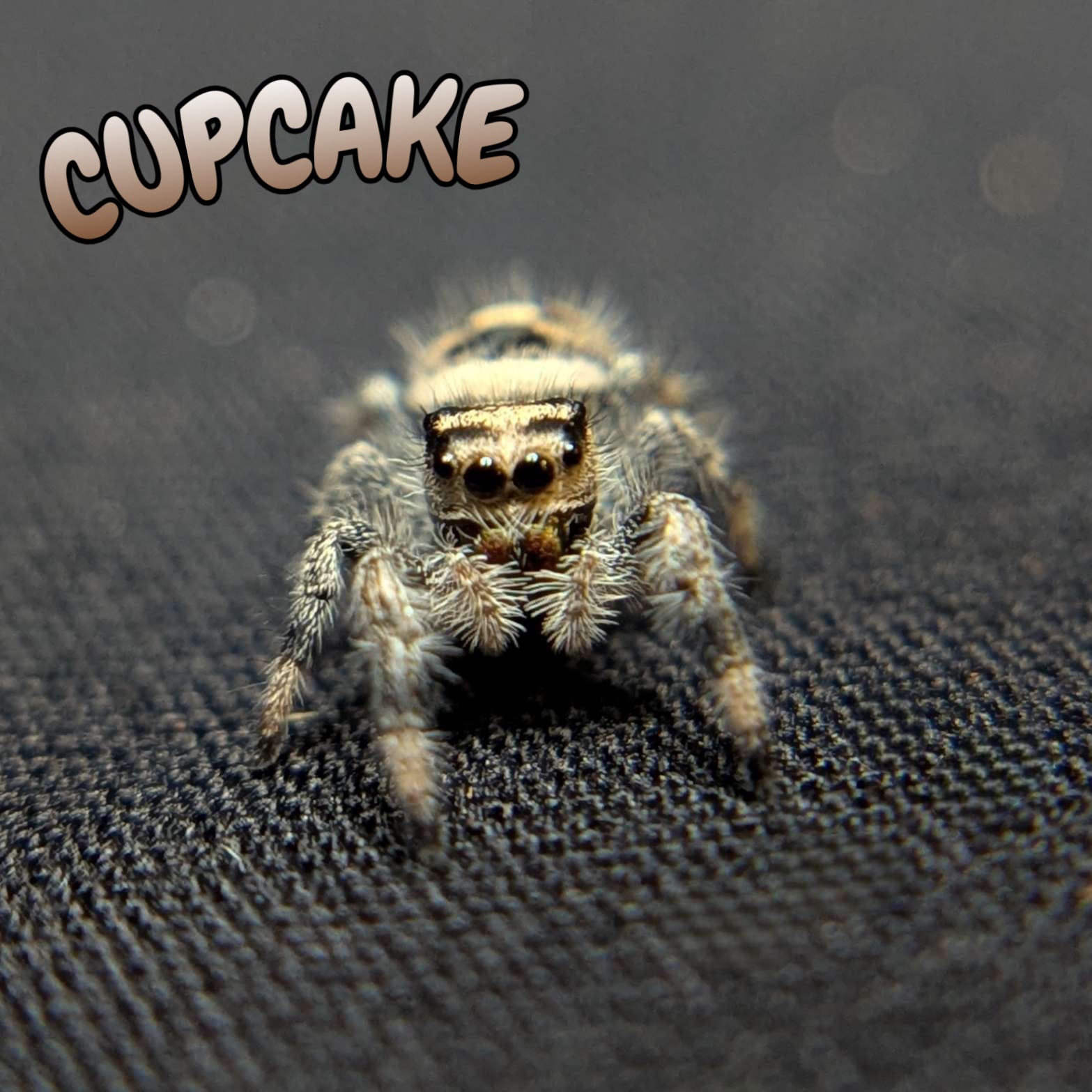Regal Jumping Spider “Cupcake”