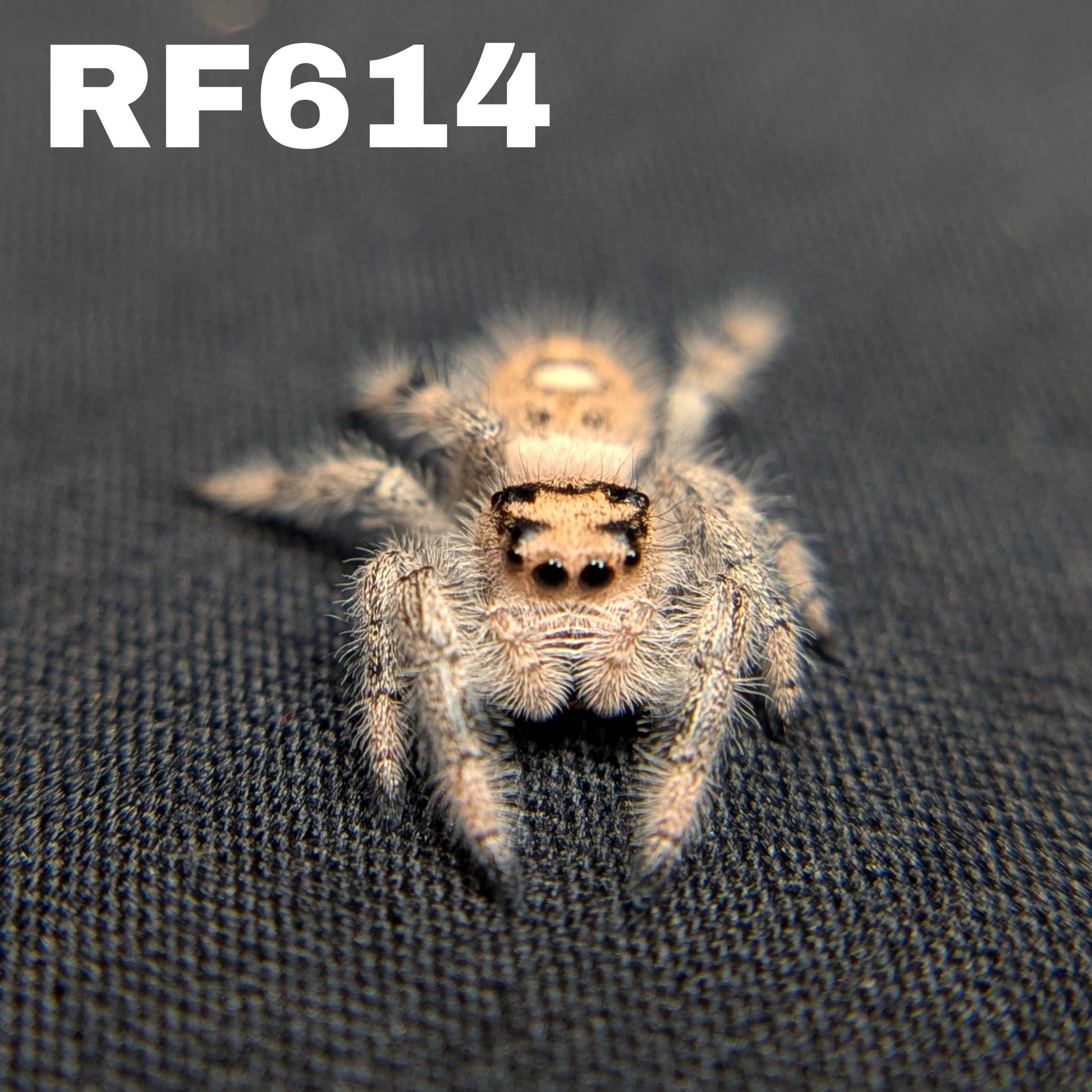 Regal Jumping Spider "Puff"