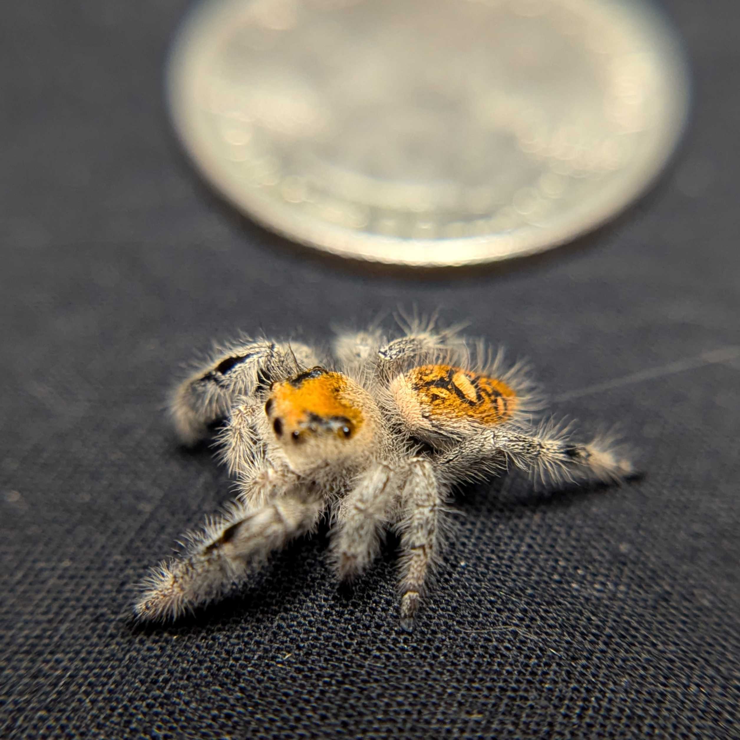 Regal Jumping Spider "Sizzle"