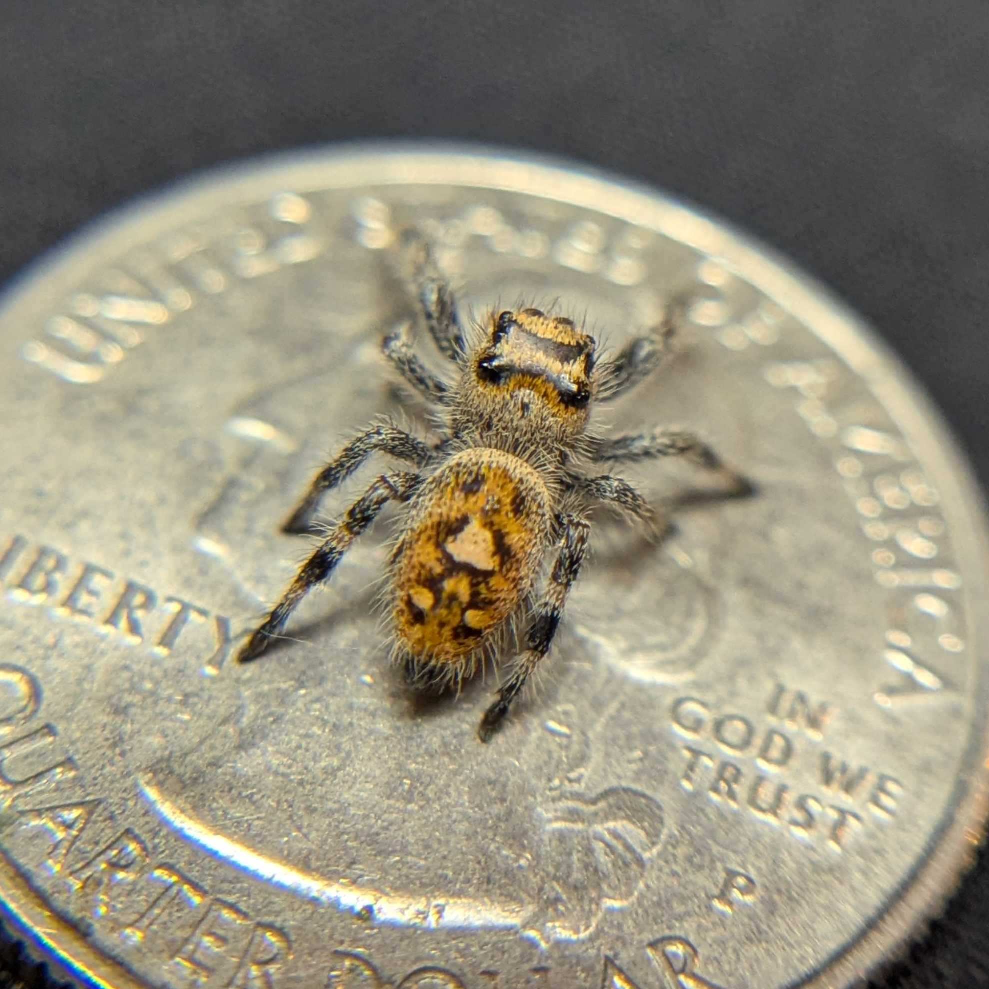 Regal Jumping Spider "Golden"