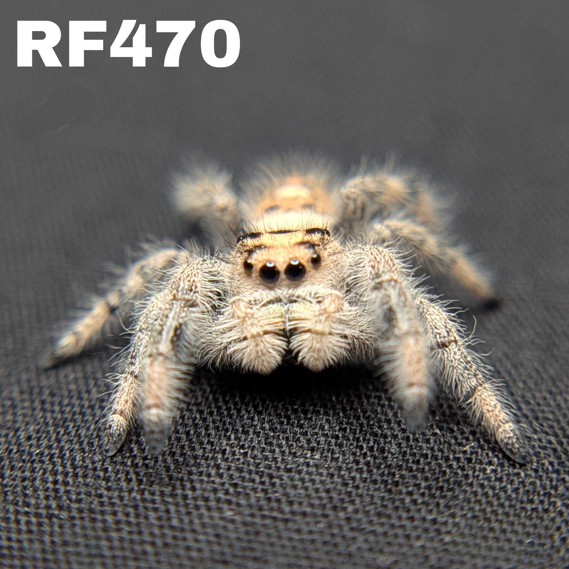 Regal Jumping Spider "Dancer"