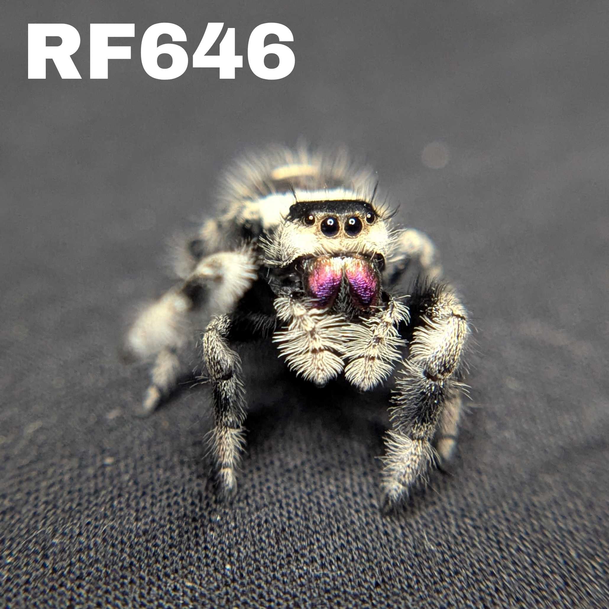 Regal Jumping Spider "Celaena"