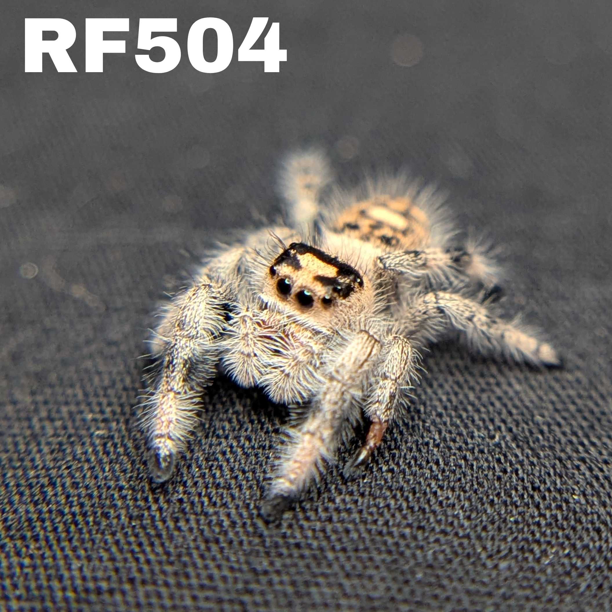 Regal Jumping Spider "Honey"