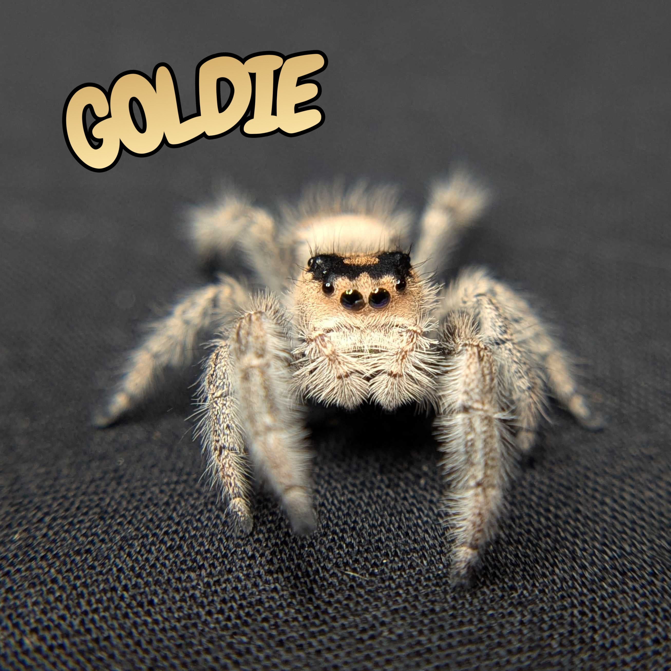 Regal Jumping Spider "Goldie"