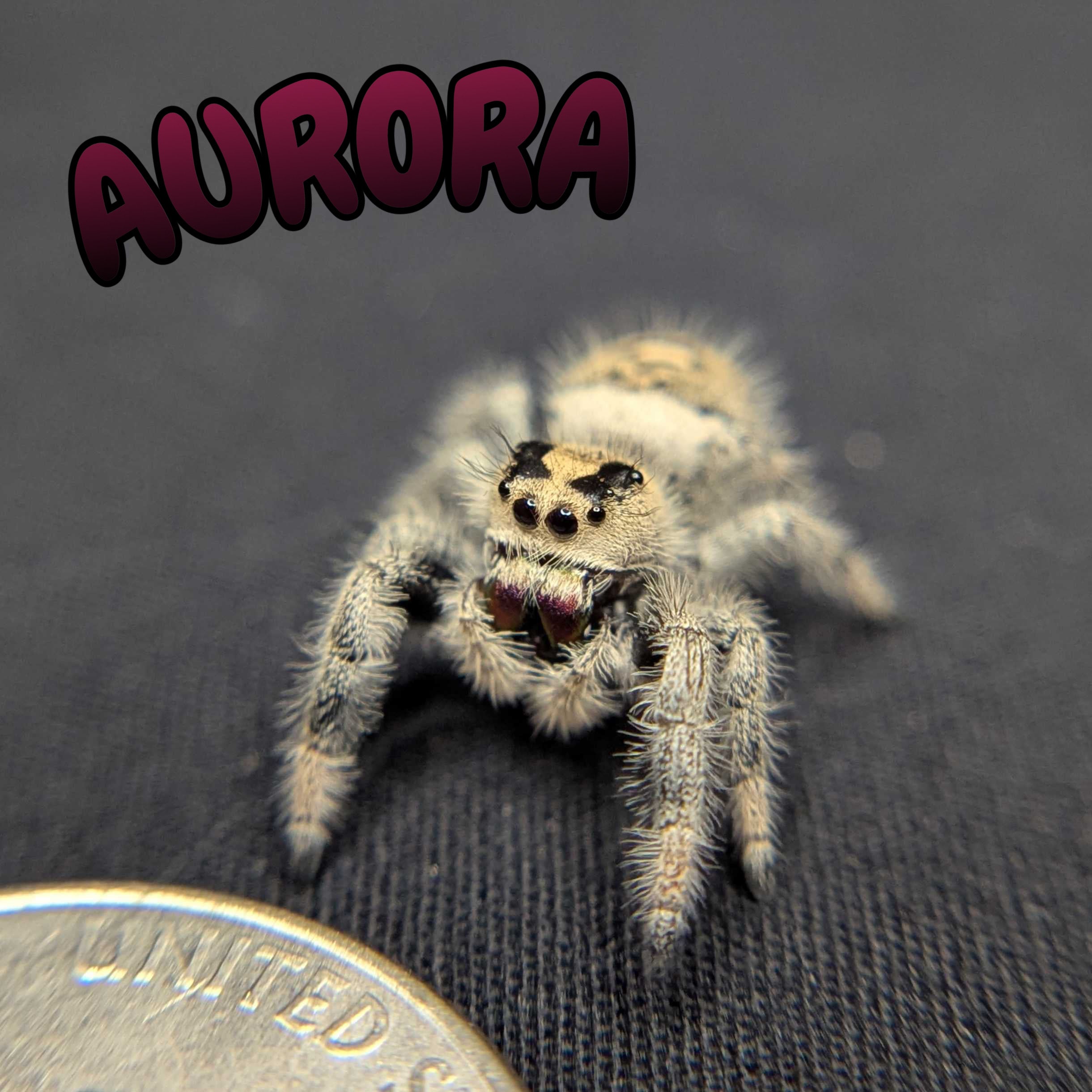 Regal Jumping Spider “Aurora”