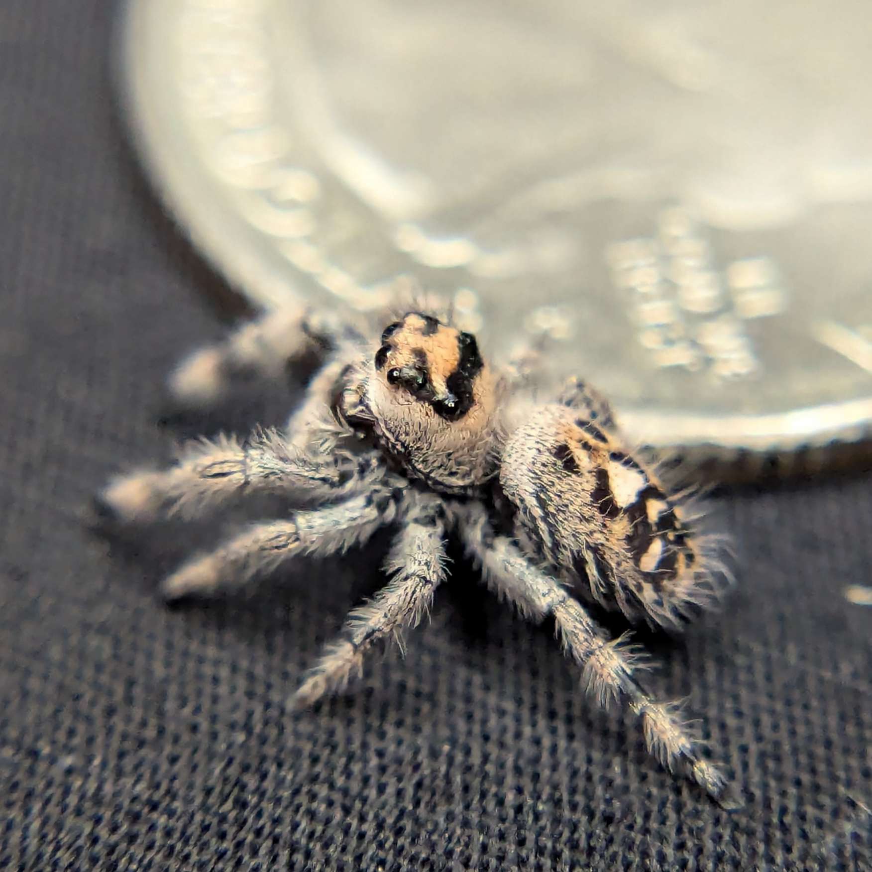 Regal Jumping Spider "Jamba"