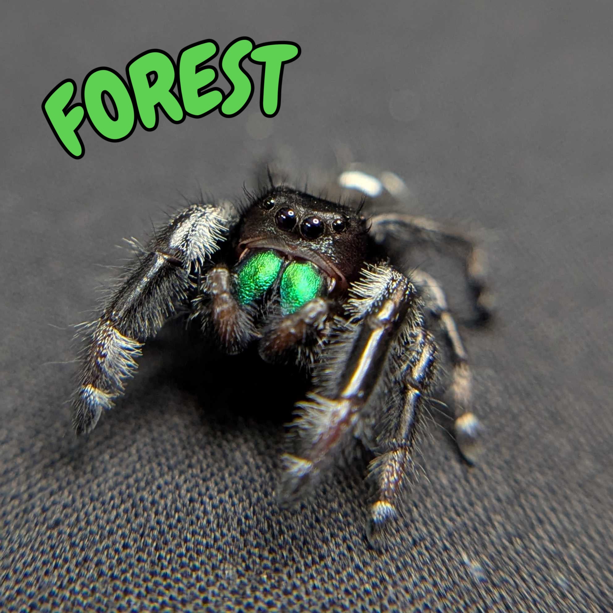 Regal Jumping Spider "Forest"