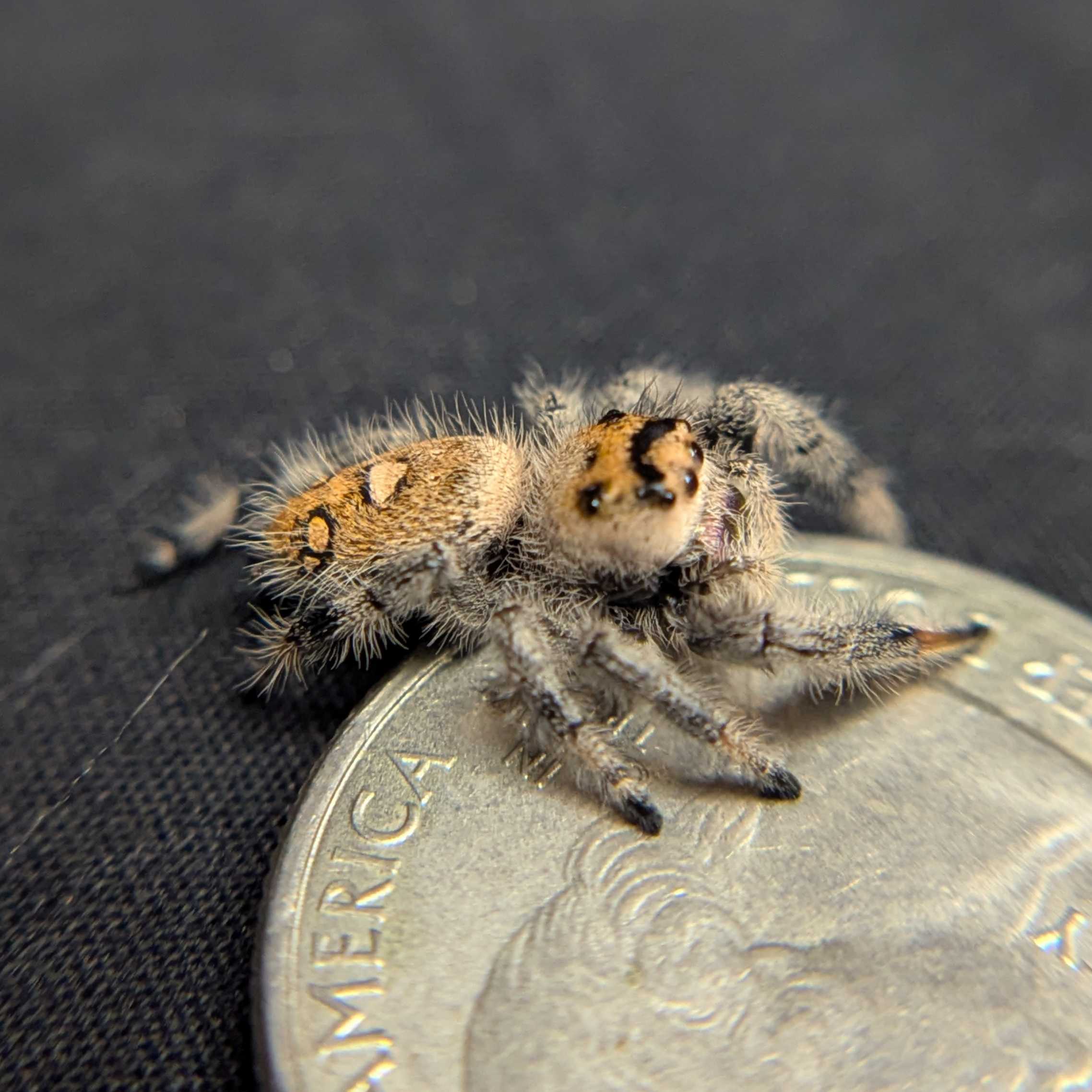 Regal Jumping Spider "Cream"