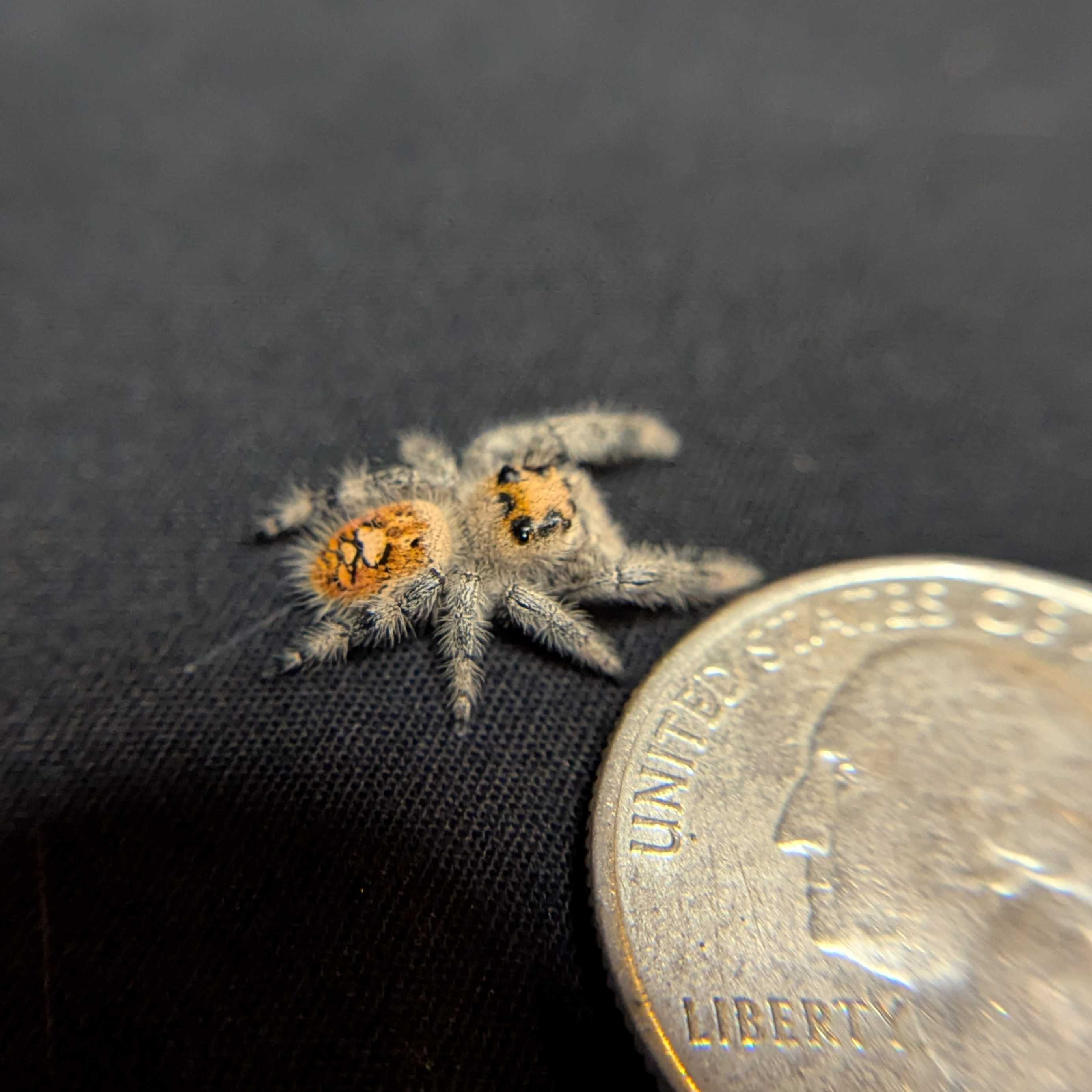 Regal Jumping Spider "Venom"