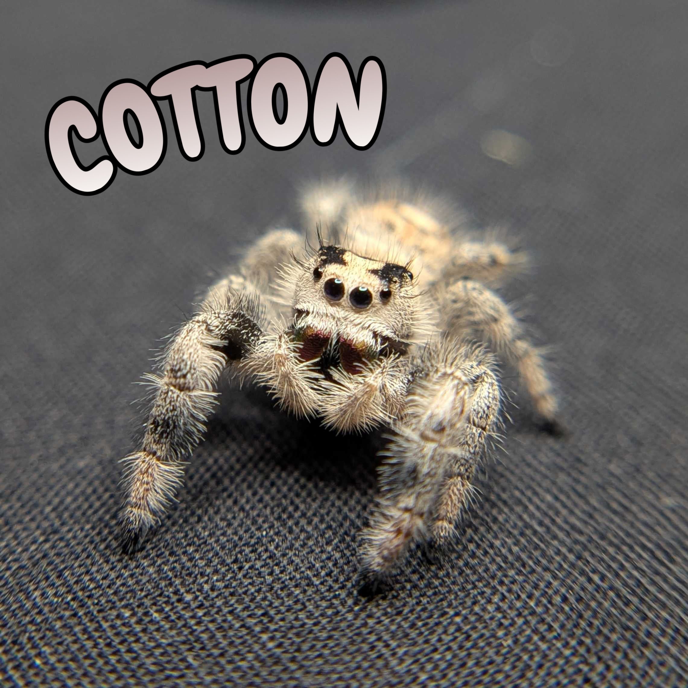 Regal Jumping Spider "Cotton"