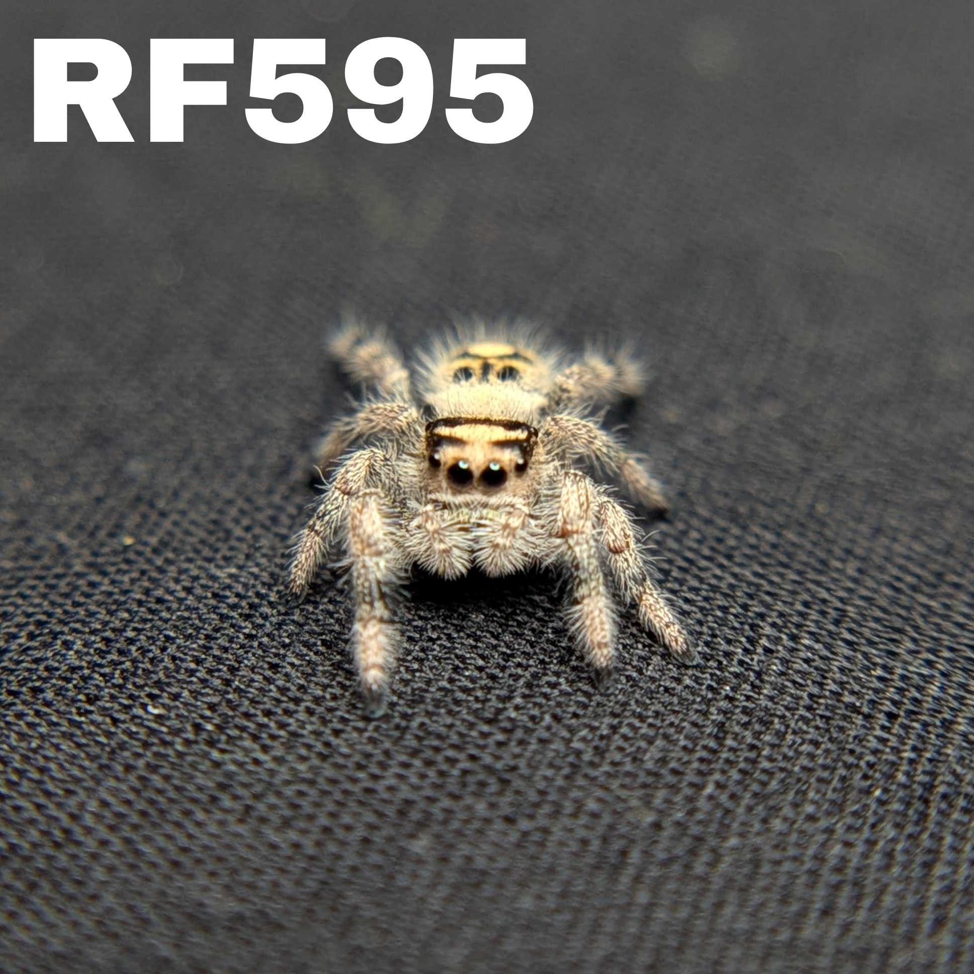 Regal Jumping Spider "Bell"