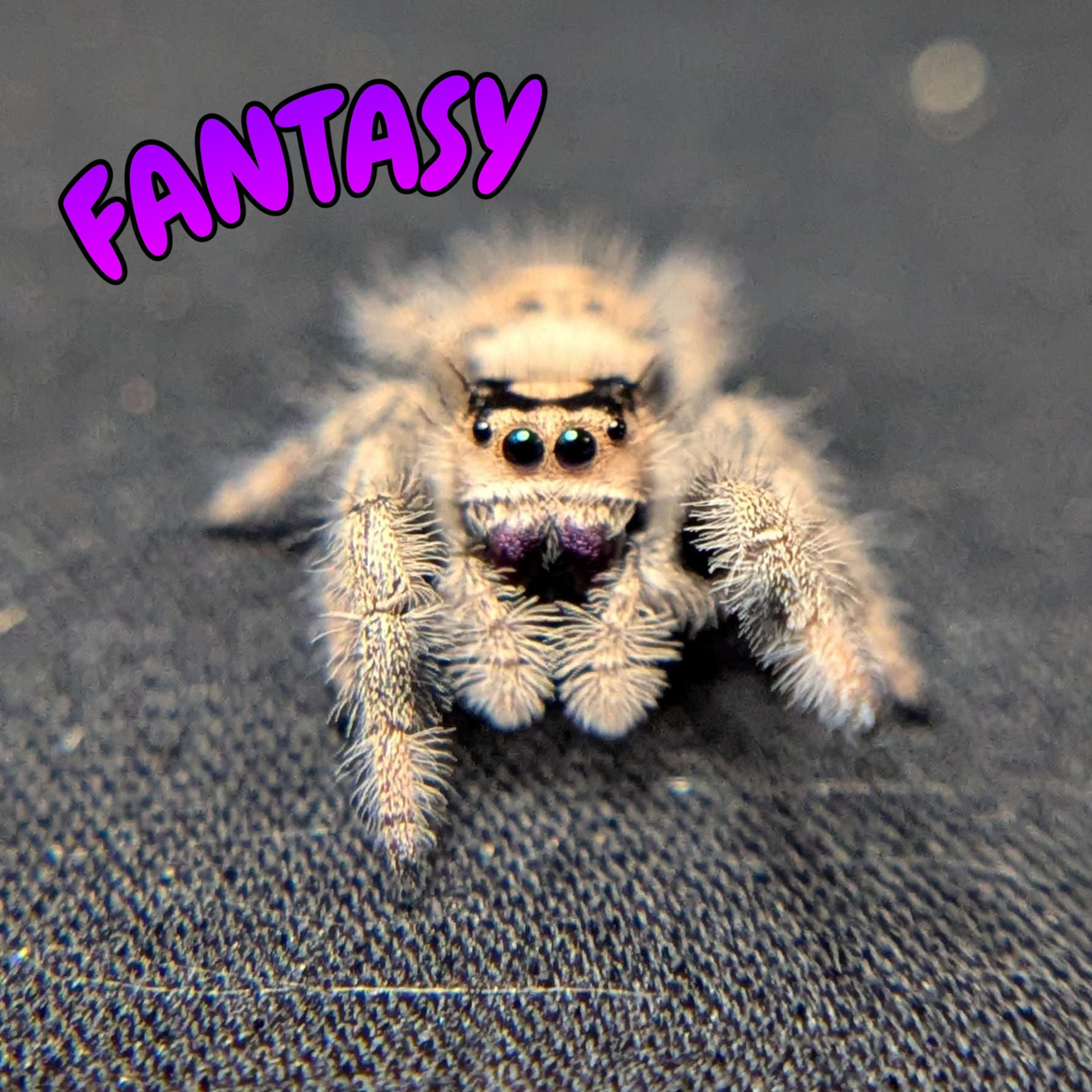 Female Regal Jumping Spider Fantasy