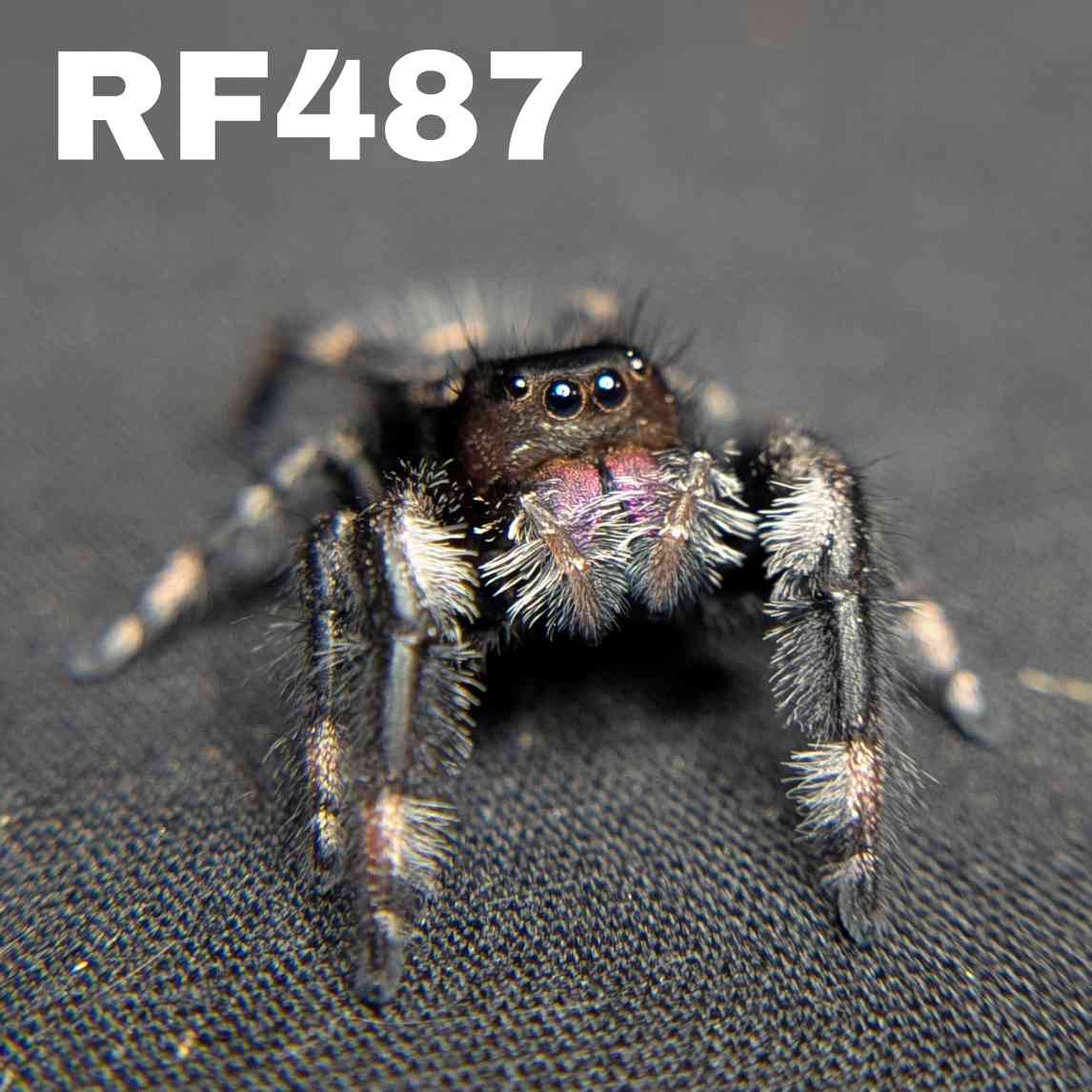 Regal Jumping Spider "Mystique"