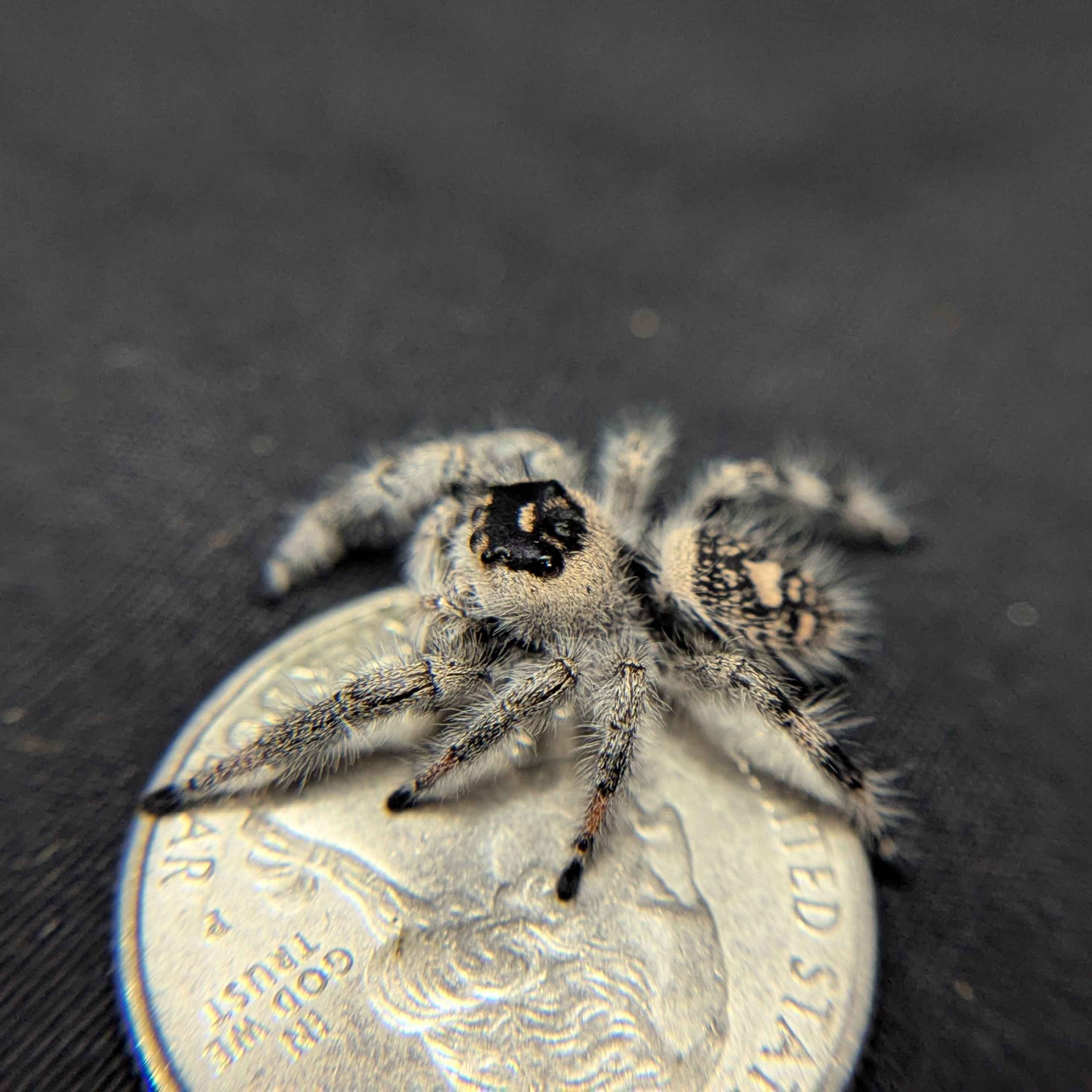 Regal Jumping Spider "Casper"
