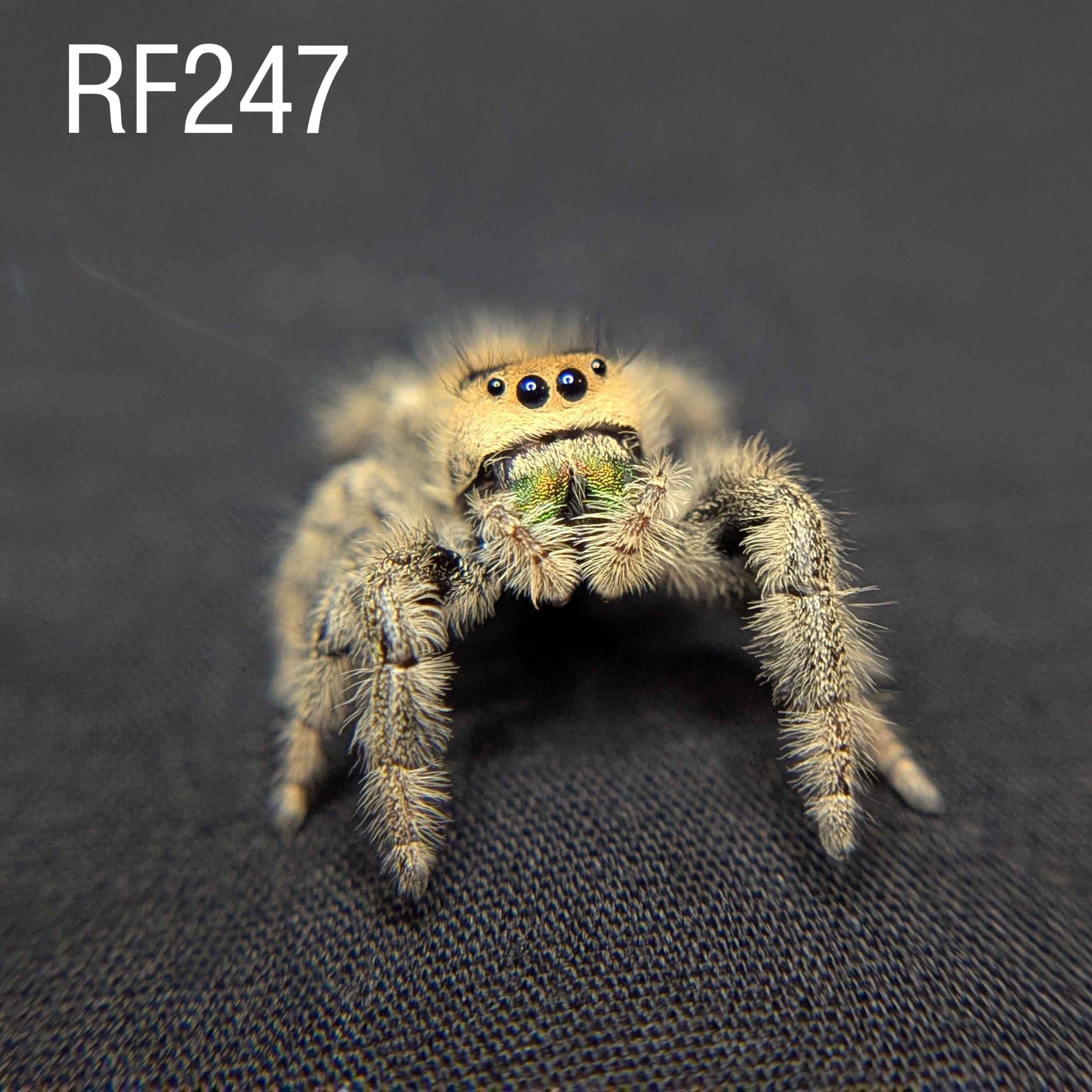 Female Regal Jumping Spider "Limeade" - SKU CODE