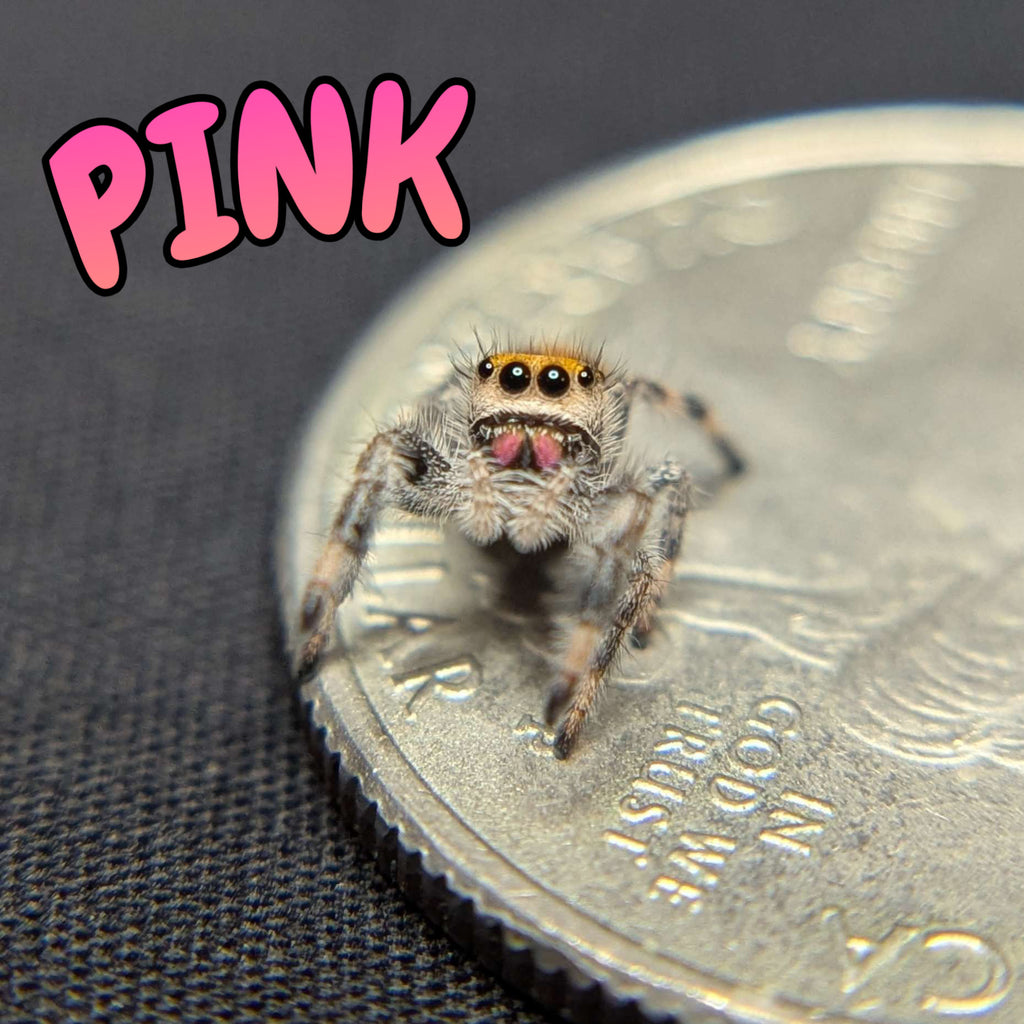 Regal Jumping Spider \, image size:1024x1024