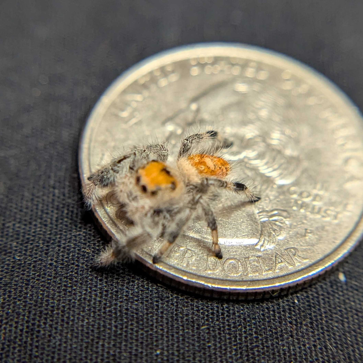 Regal Jumping Spider "Goldie"