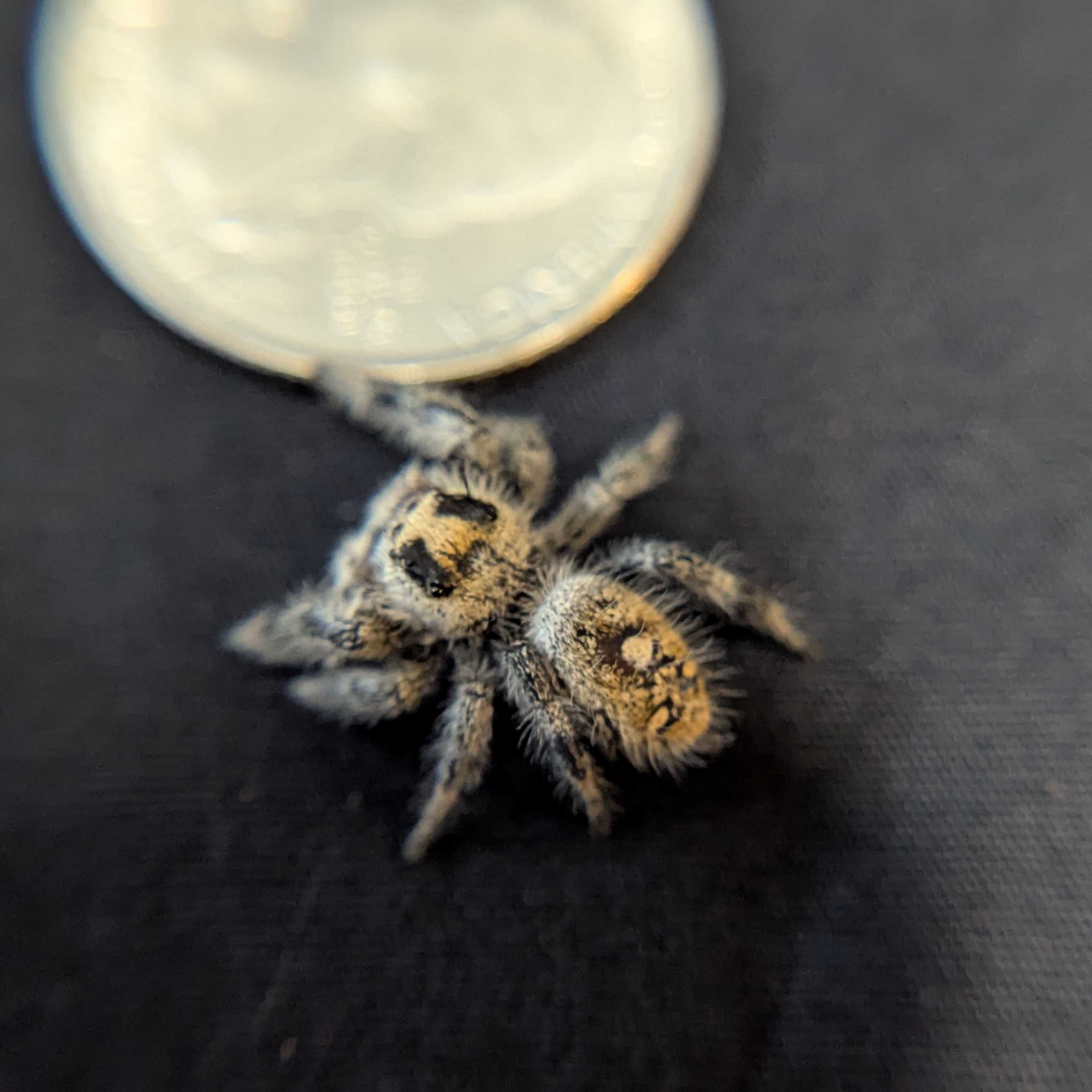 Regal Jumping Spider "Candy"