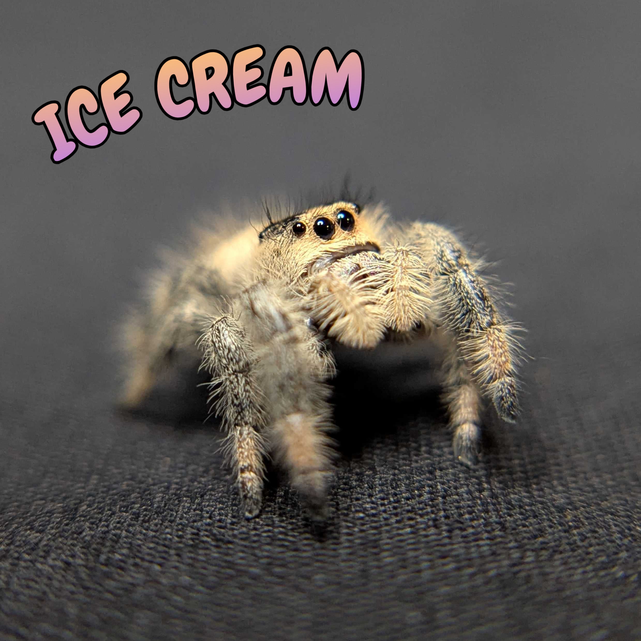 Regal Jumping Spider “Ice Cream”