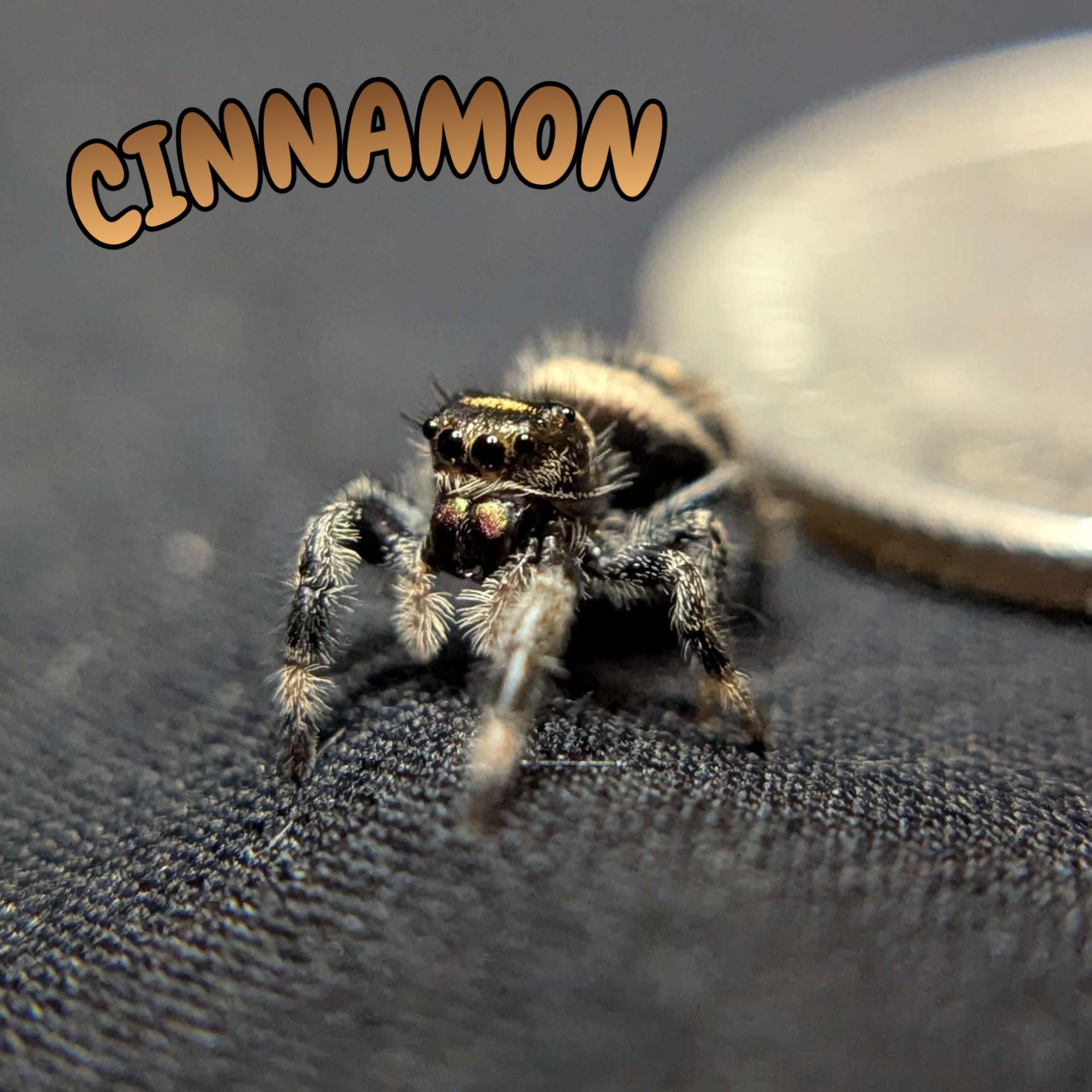 Regal Jumping Spider "Cinnamon"