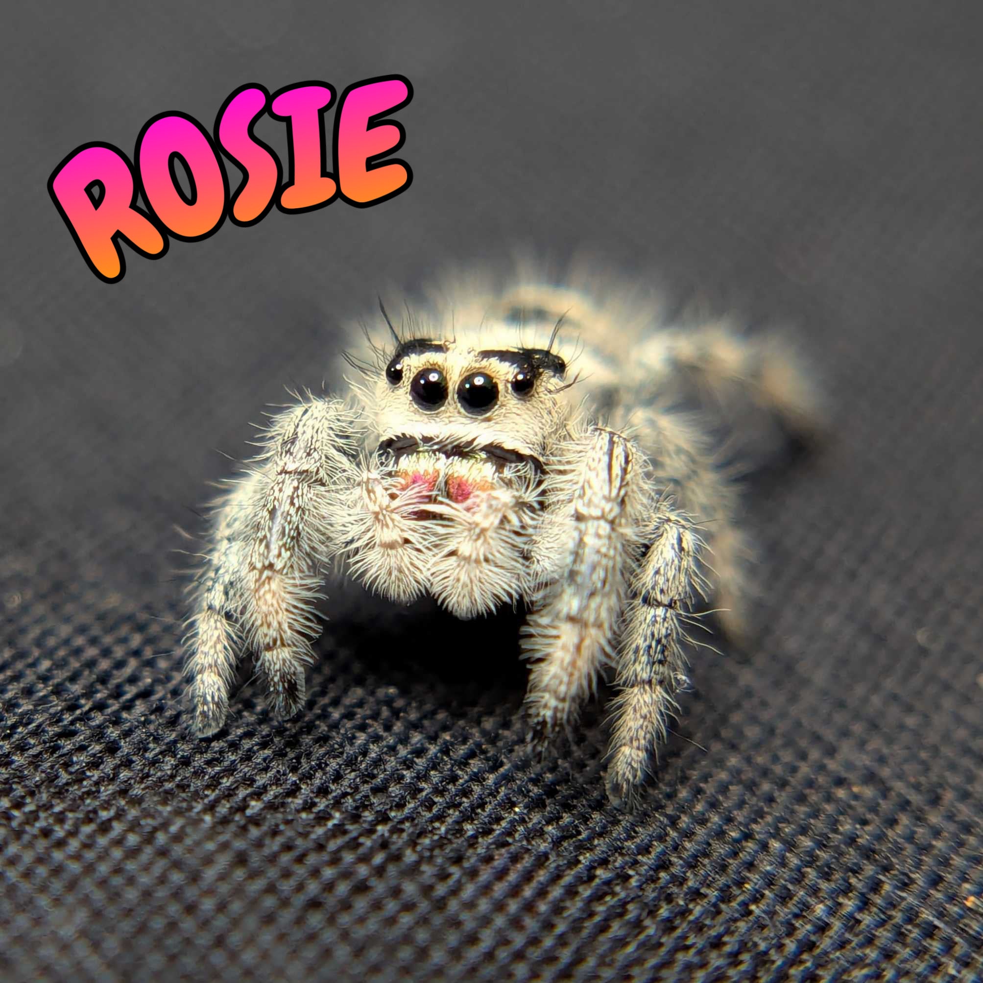 Regal Jumping Spider "Rosie"