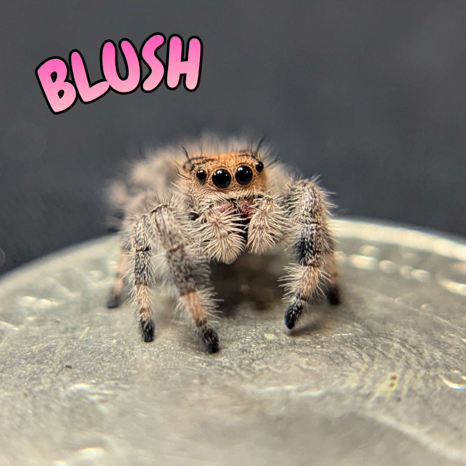 Regal Jumping Spider "Blush"