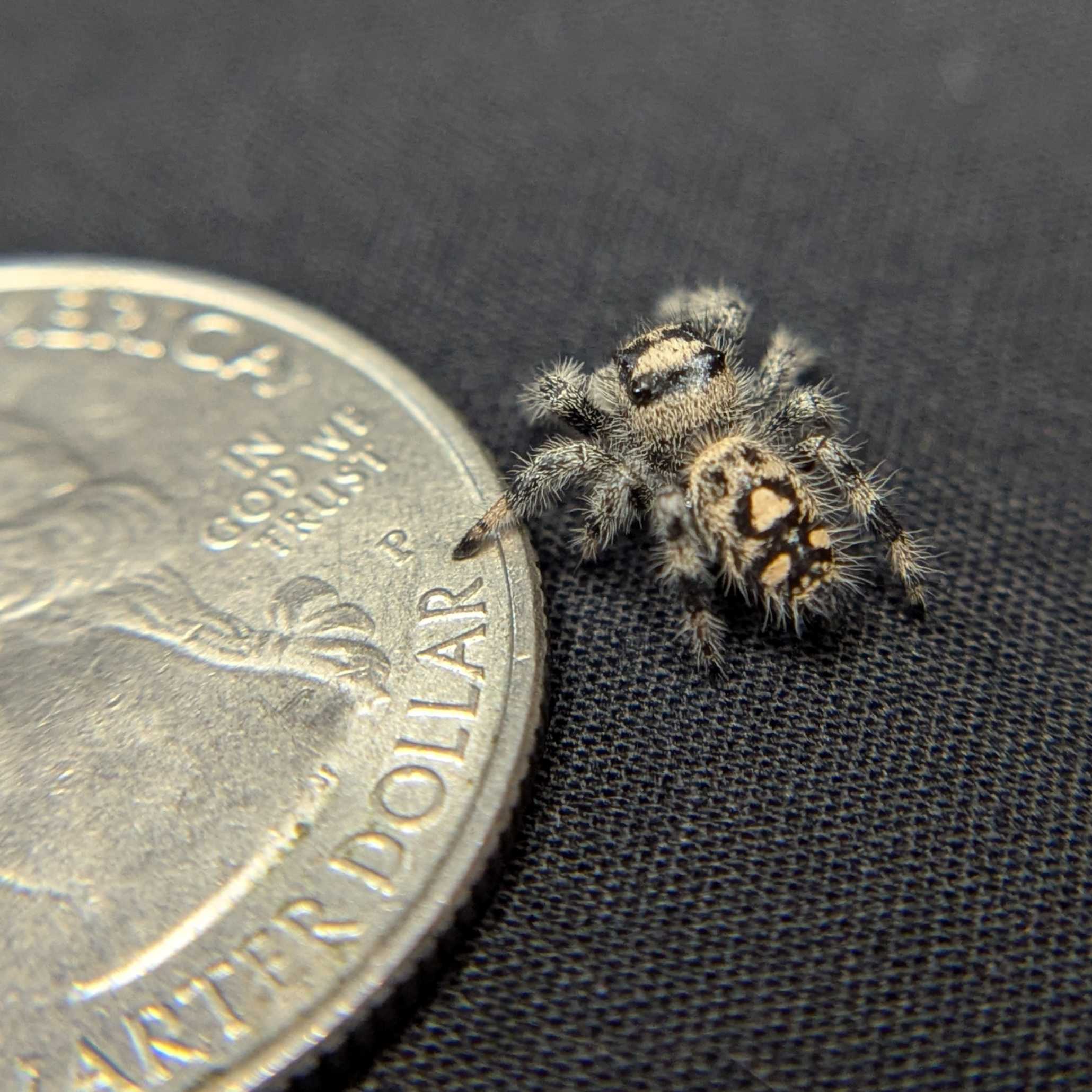 Regal Jumping Spider "Domino"