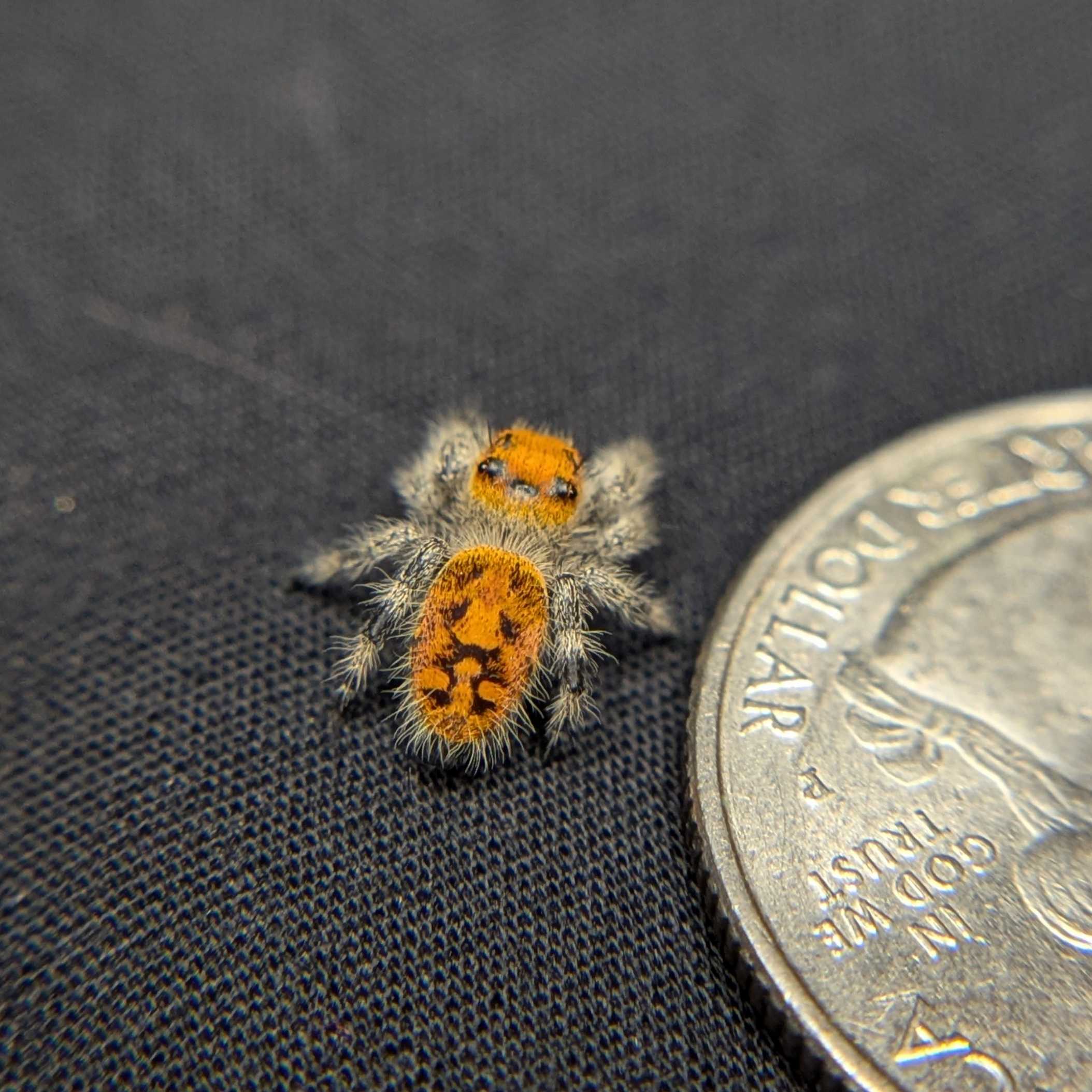 Regal Jumping Spider "Blaze"