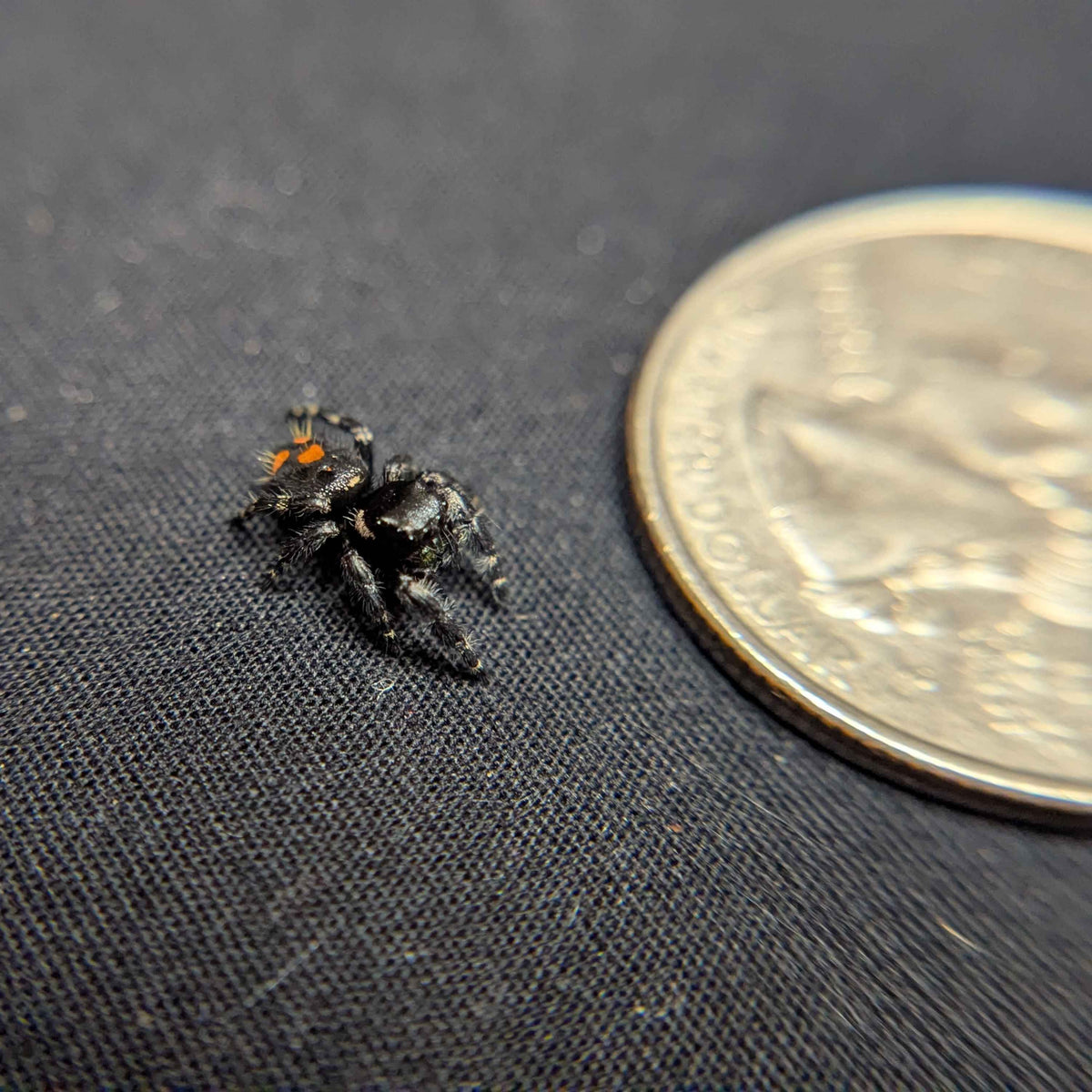 Audax  Bryantae Jumping Spider "Twilight"
