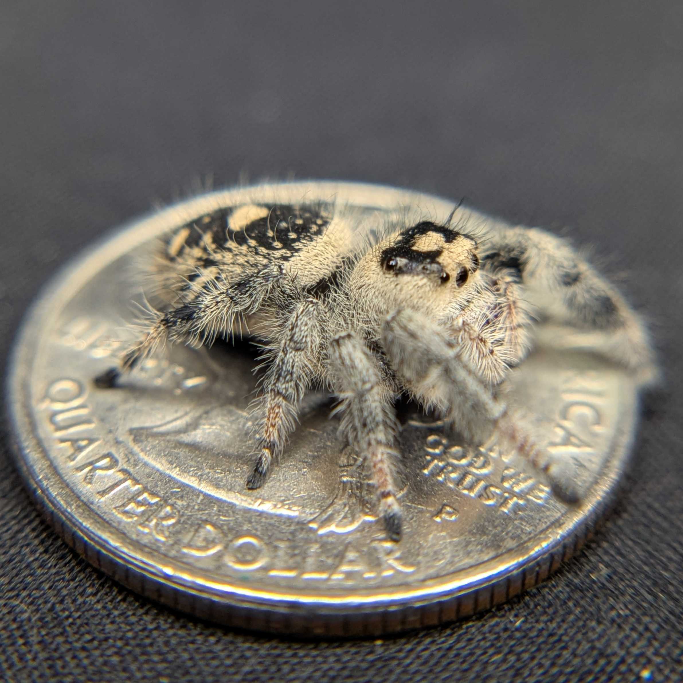 Regal Jumping Spider "Royal"