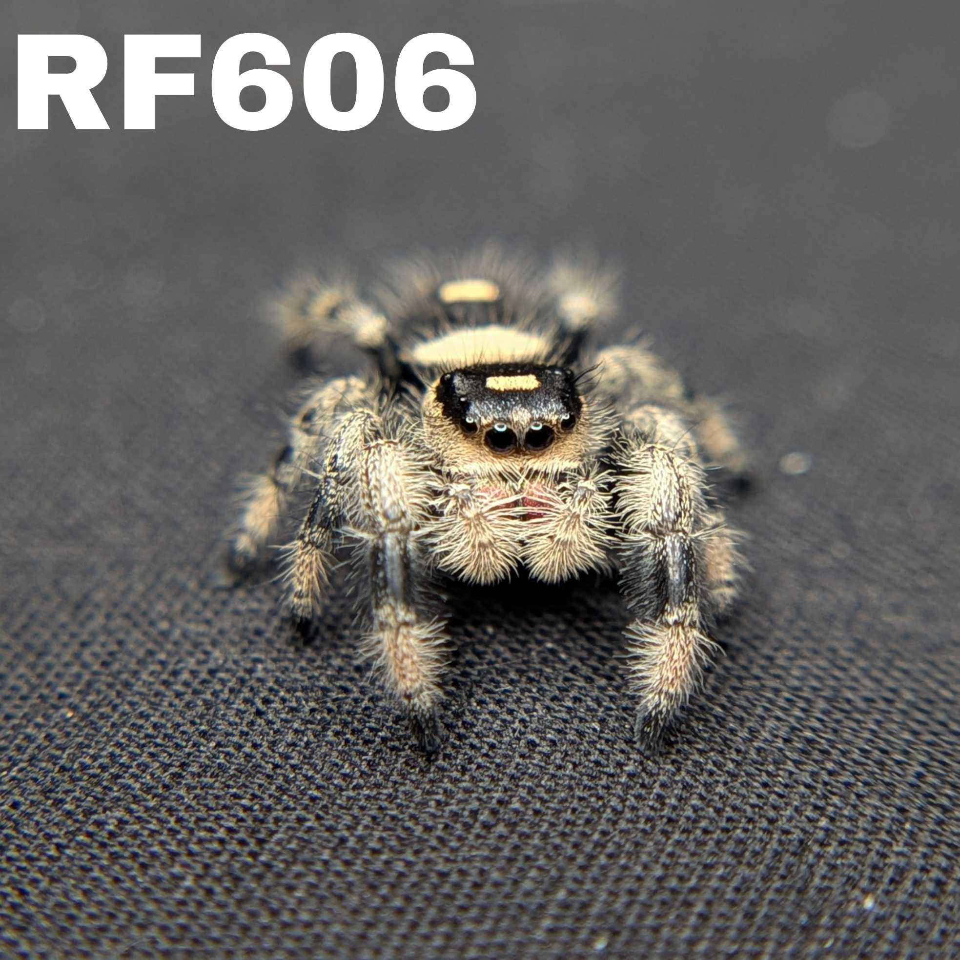 Regal Jumping Spider "Daisy"